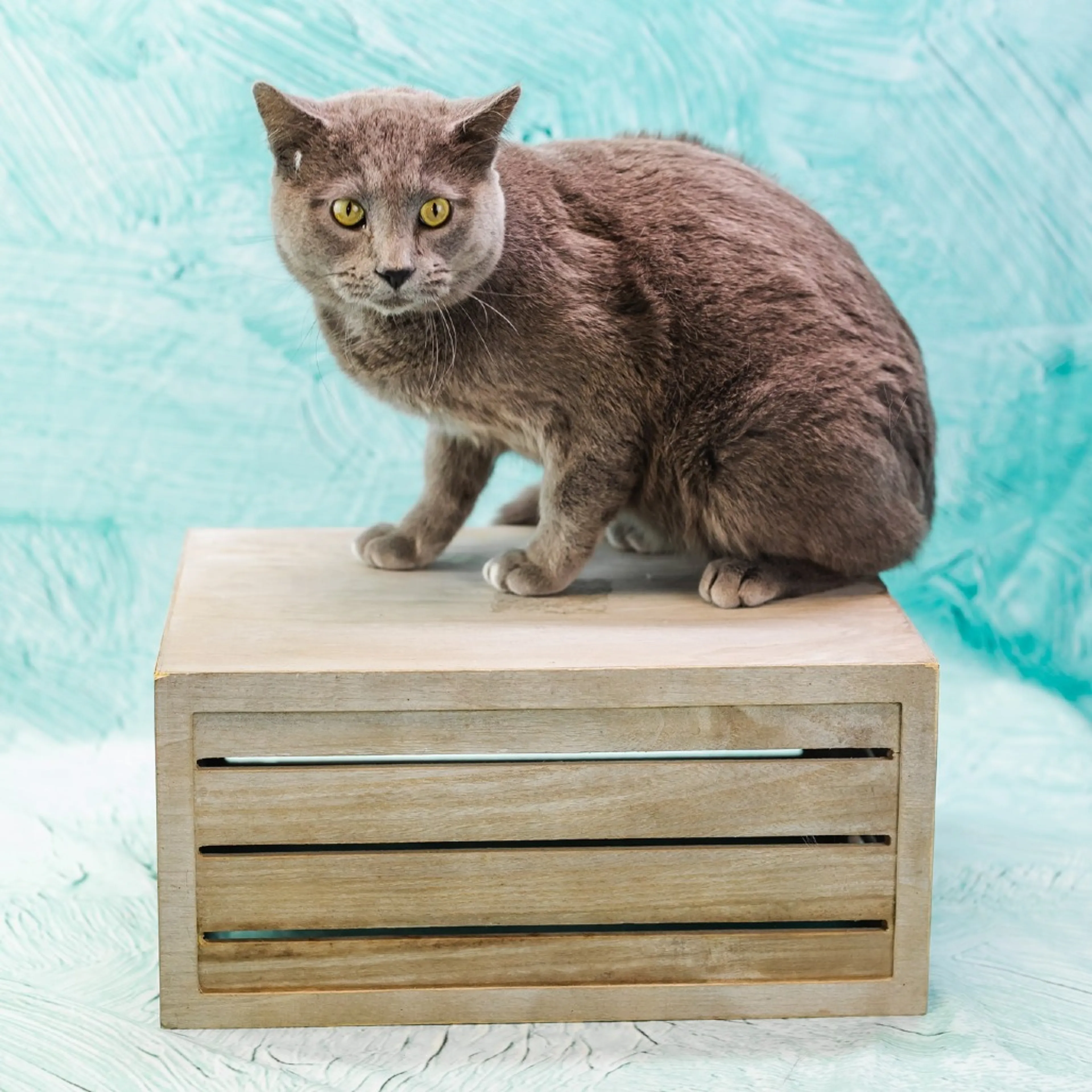 Found pet-6