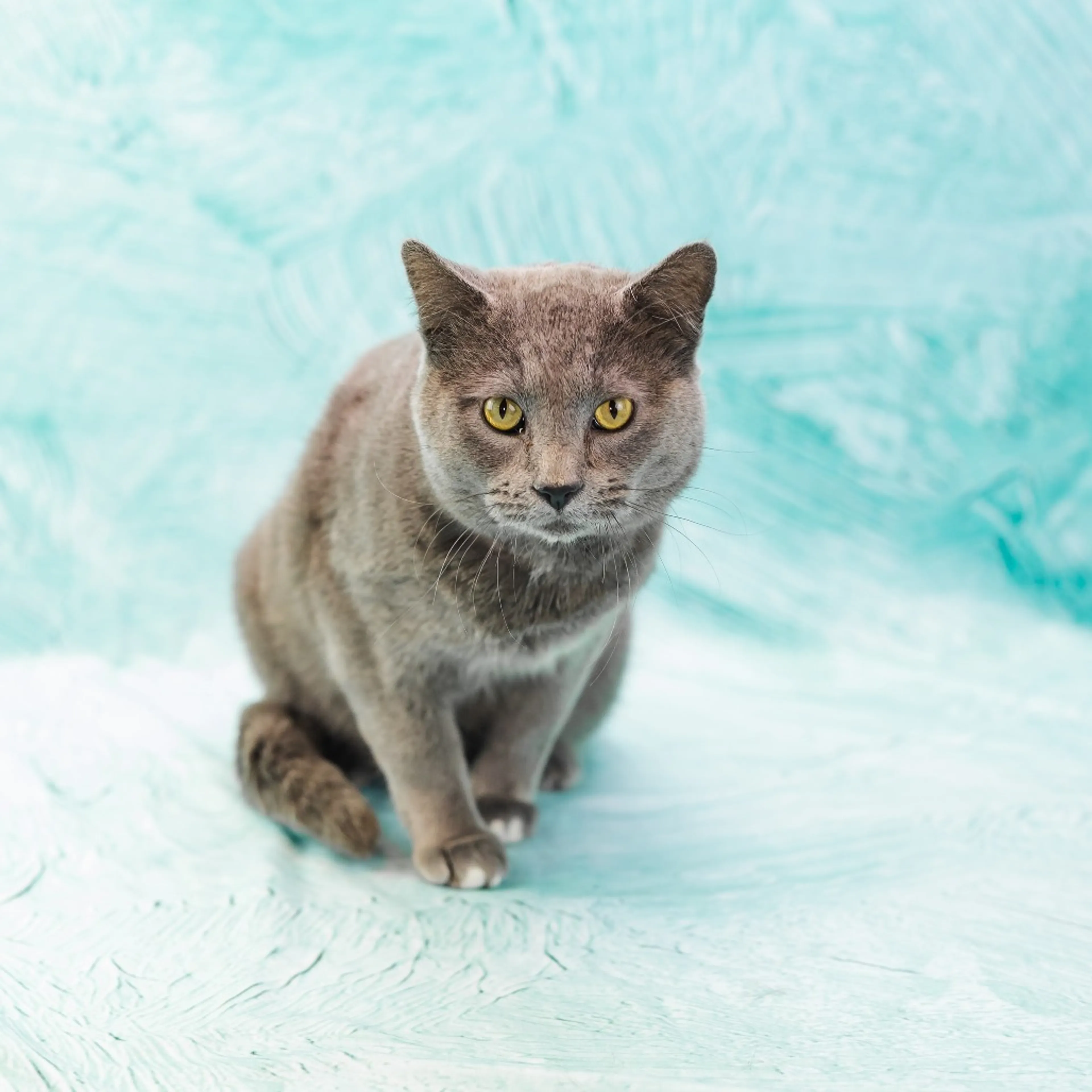 Found pet-4