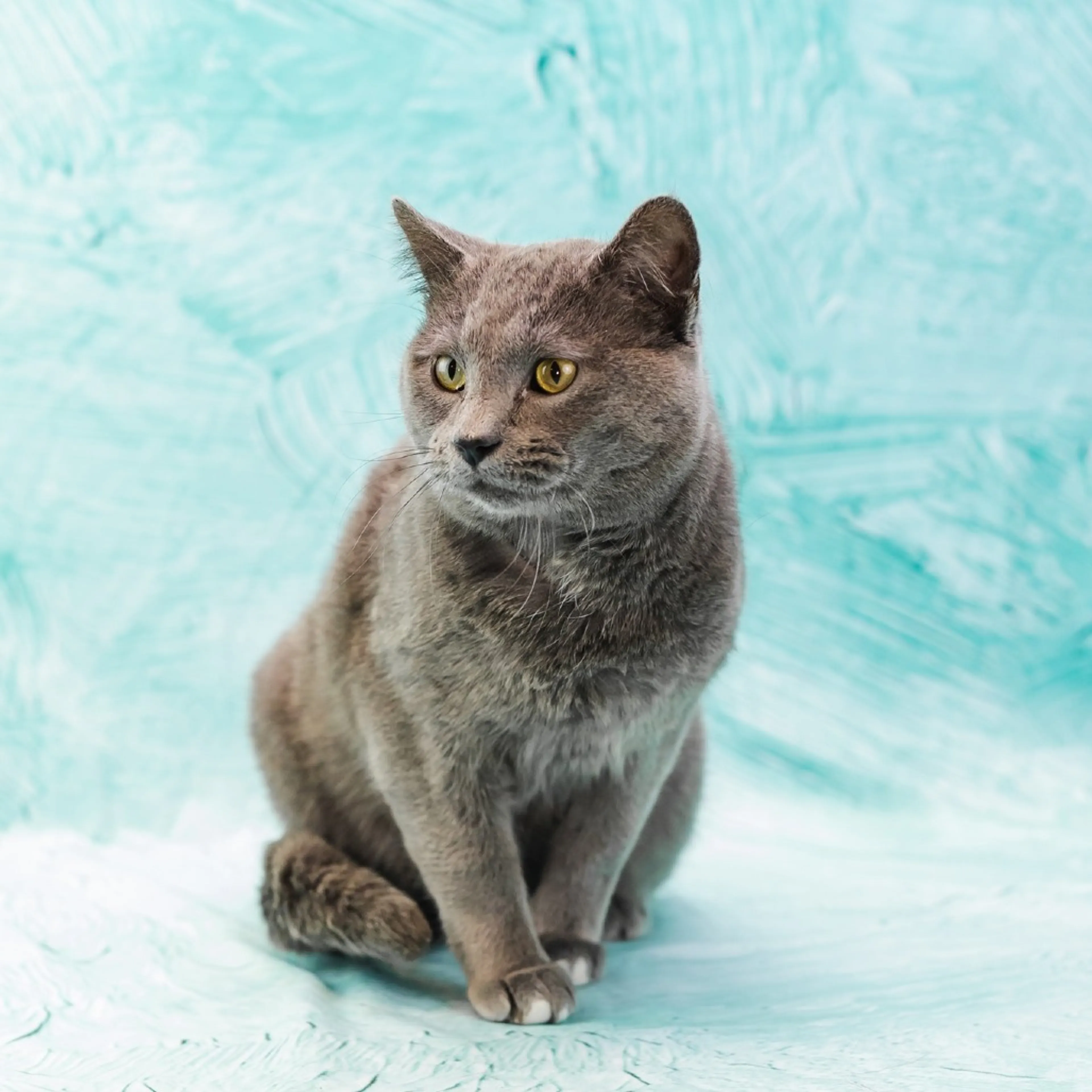 Found pet-2