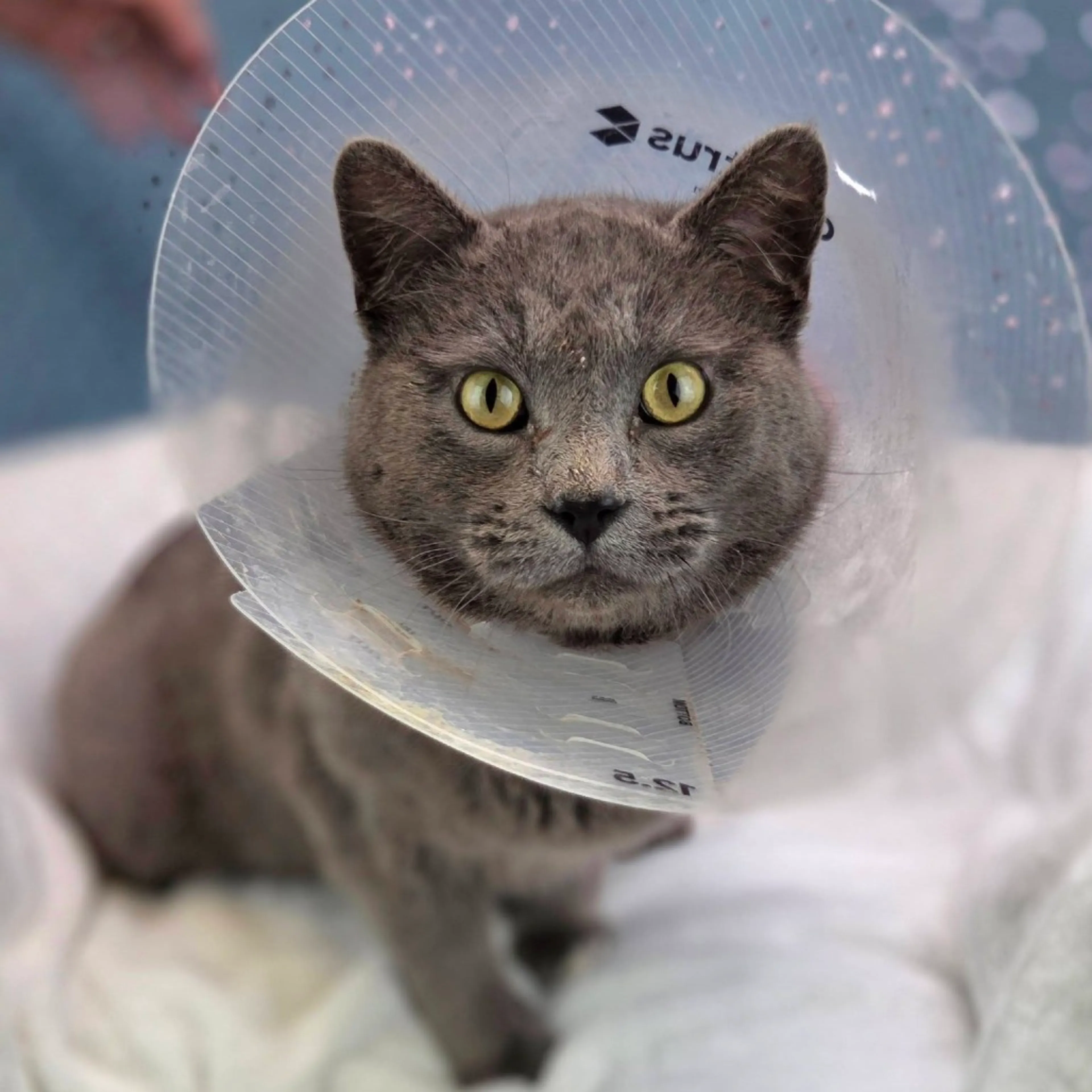 Found pet-8