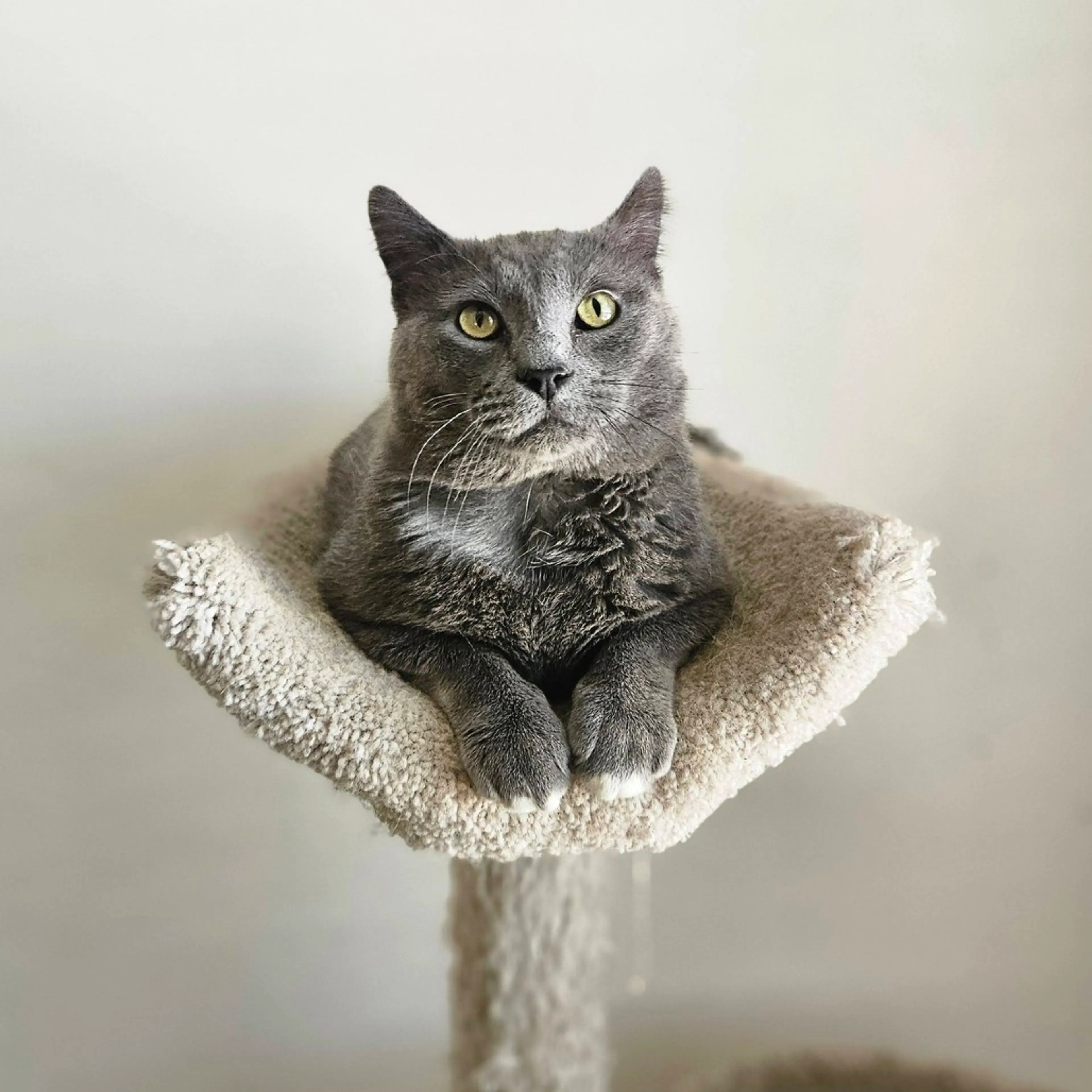 Found pet-1