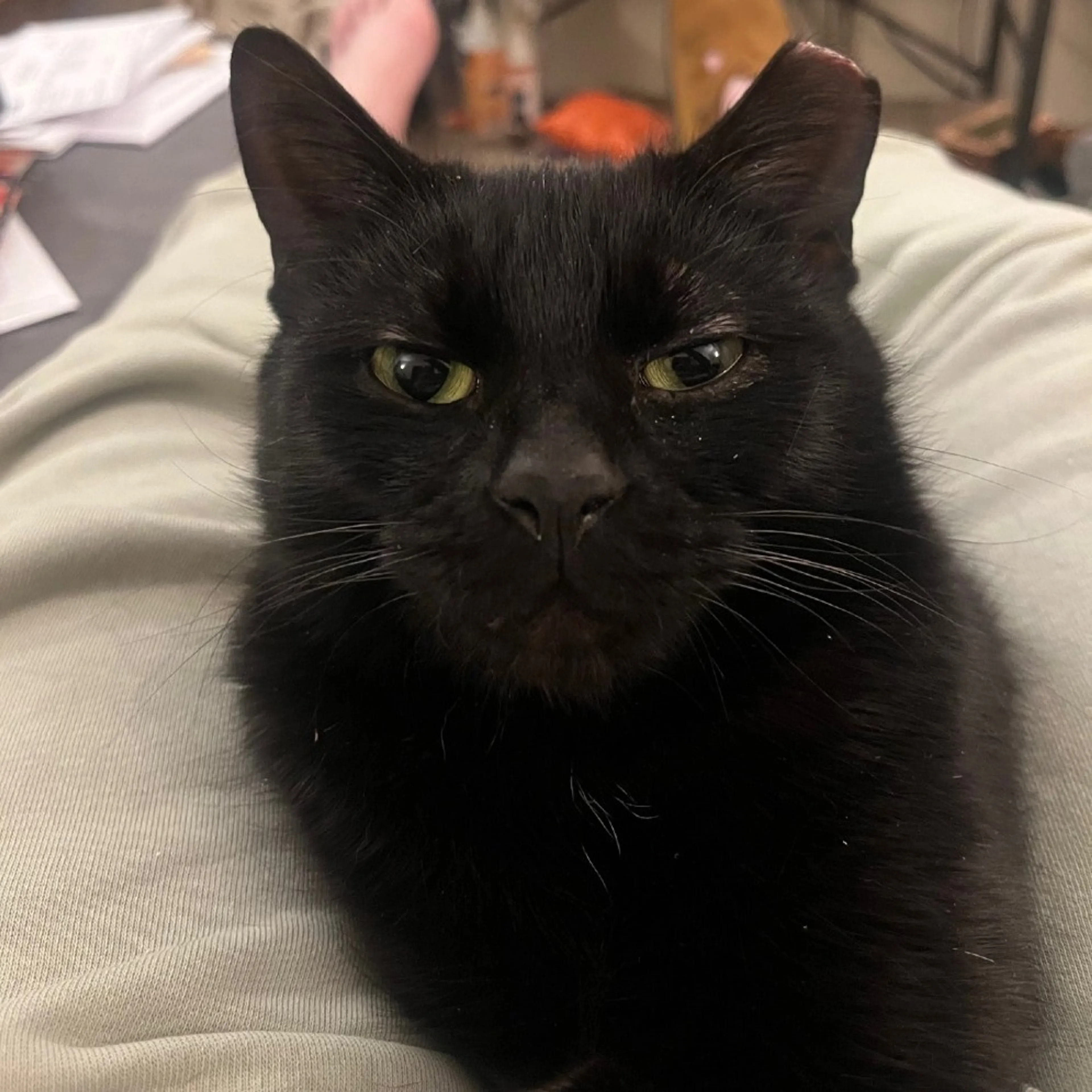 Found pet-4