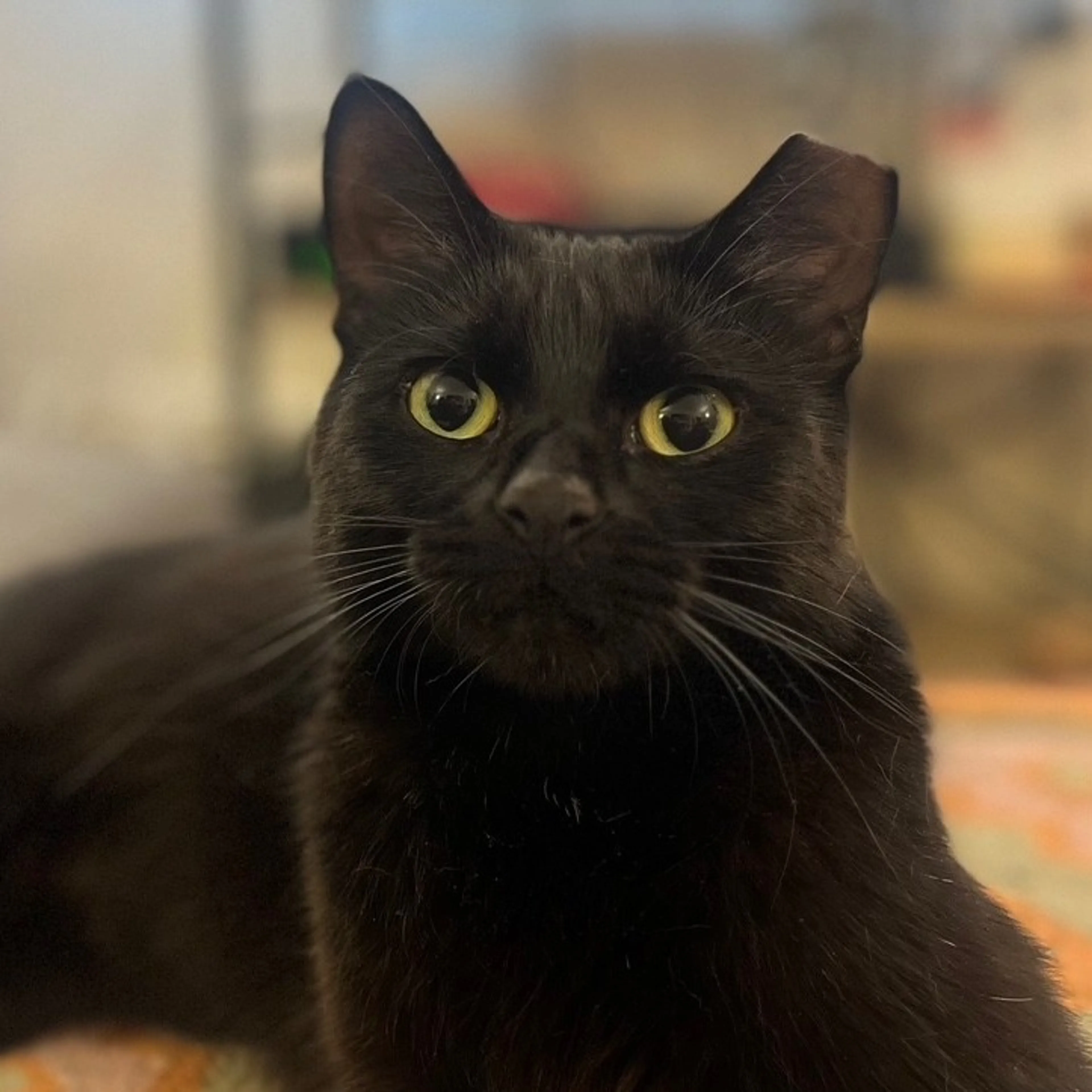 Found pet-0