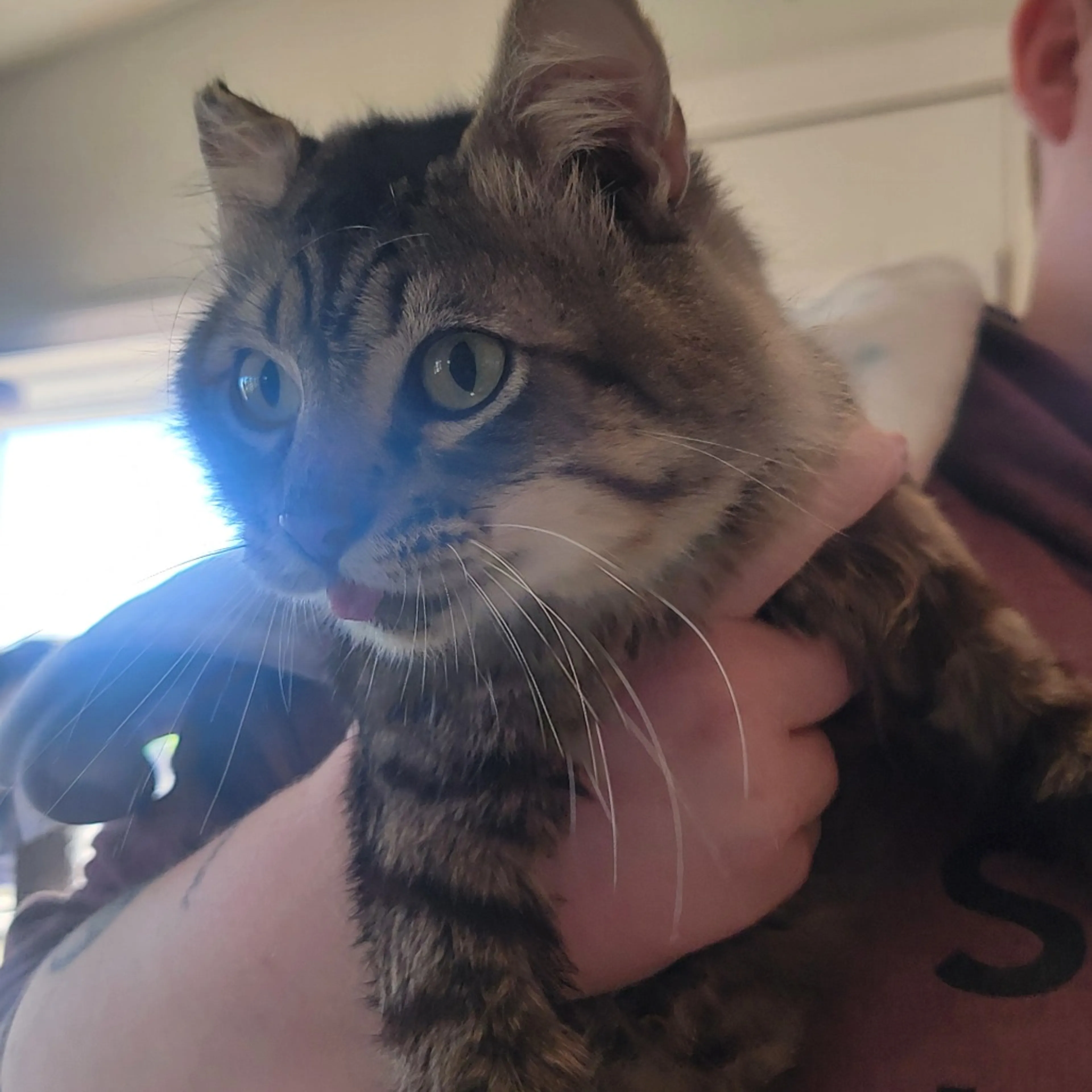 Found pet-1