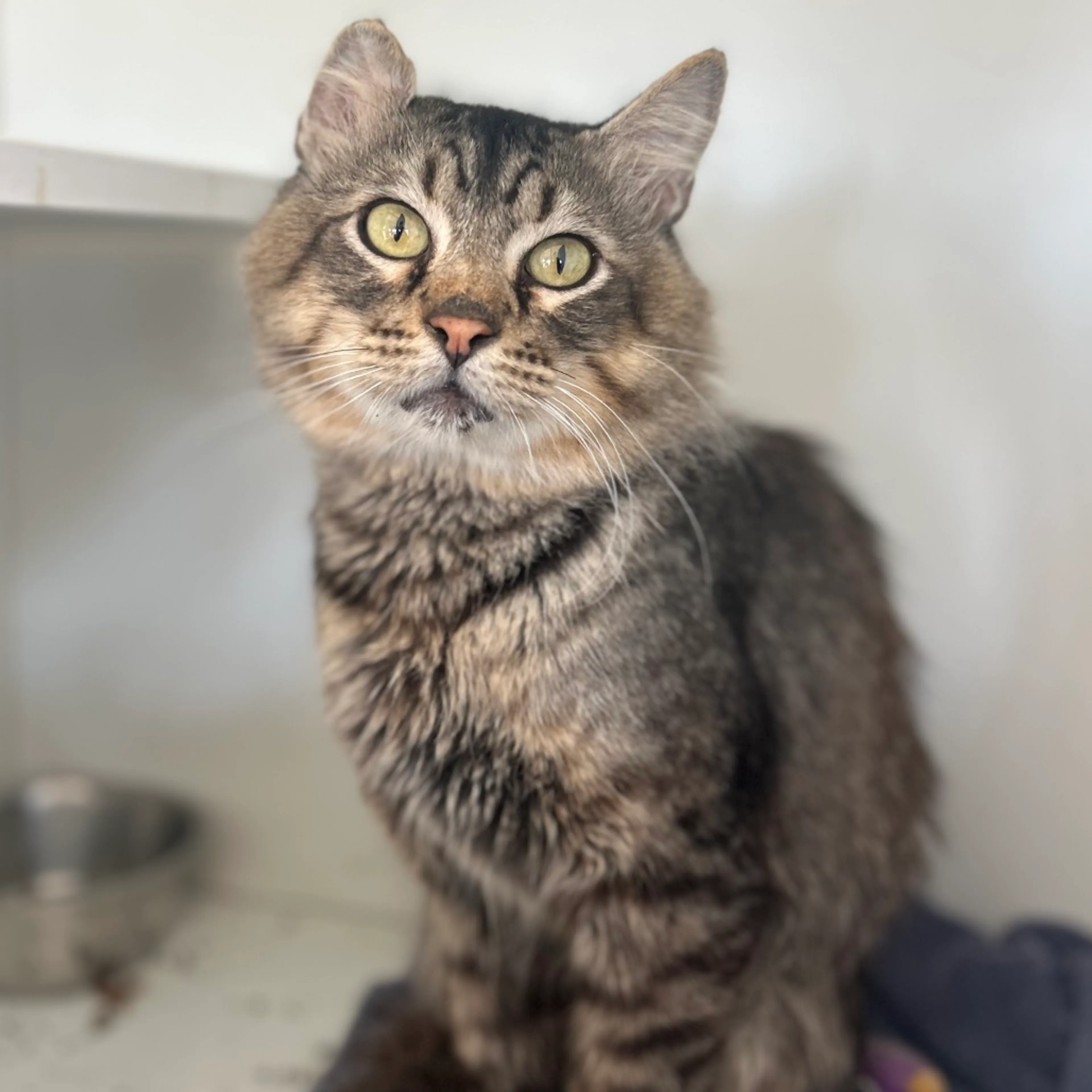 Found pet-2