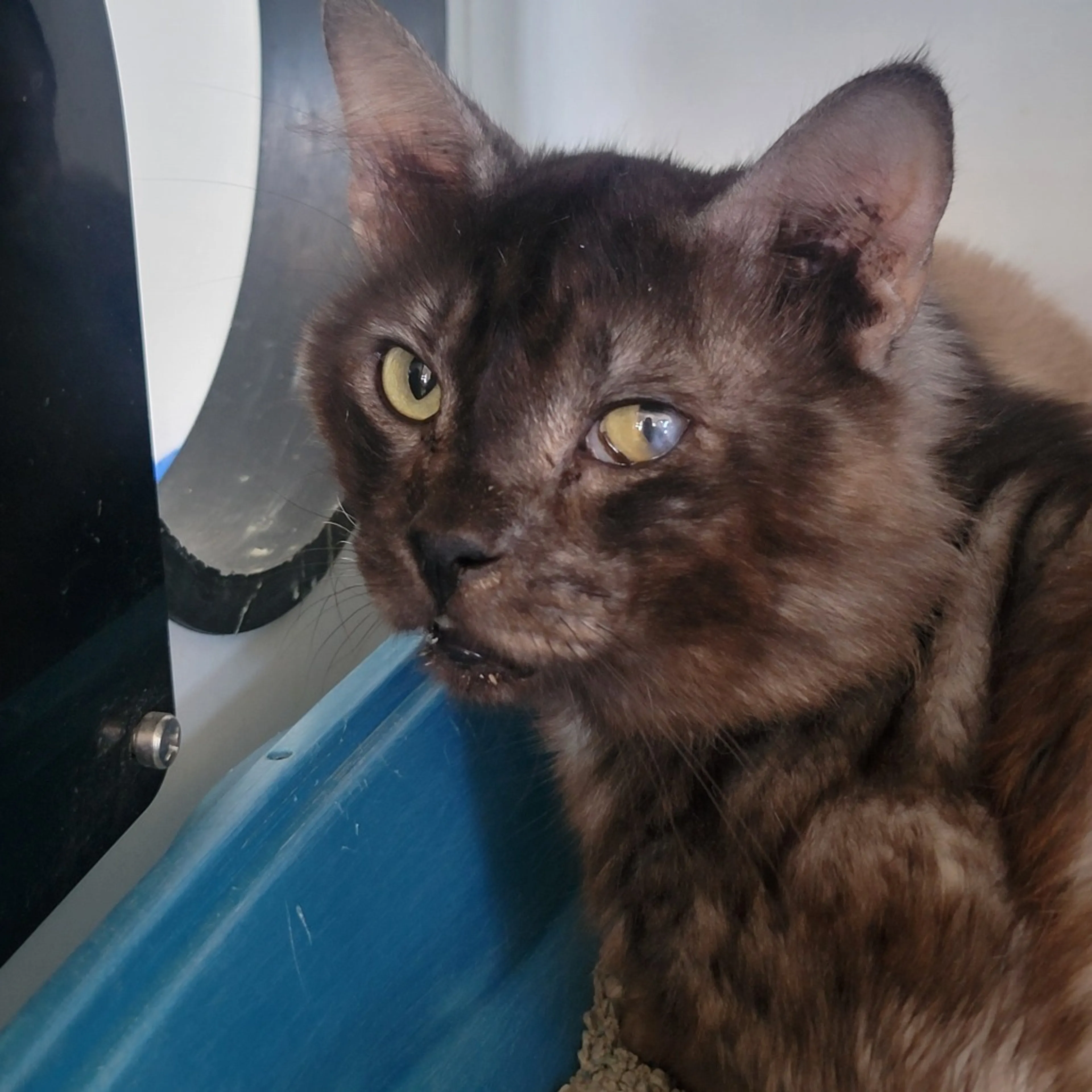 Found pet-1