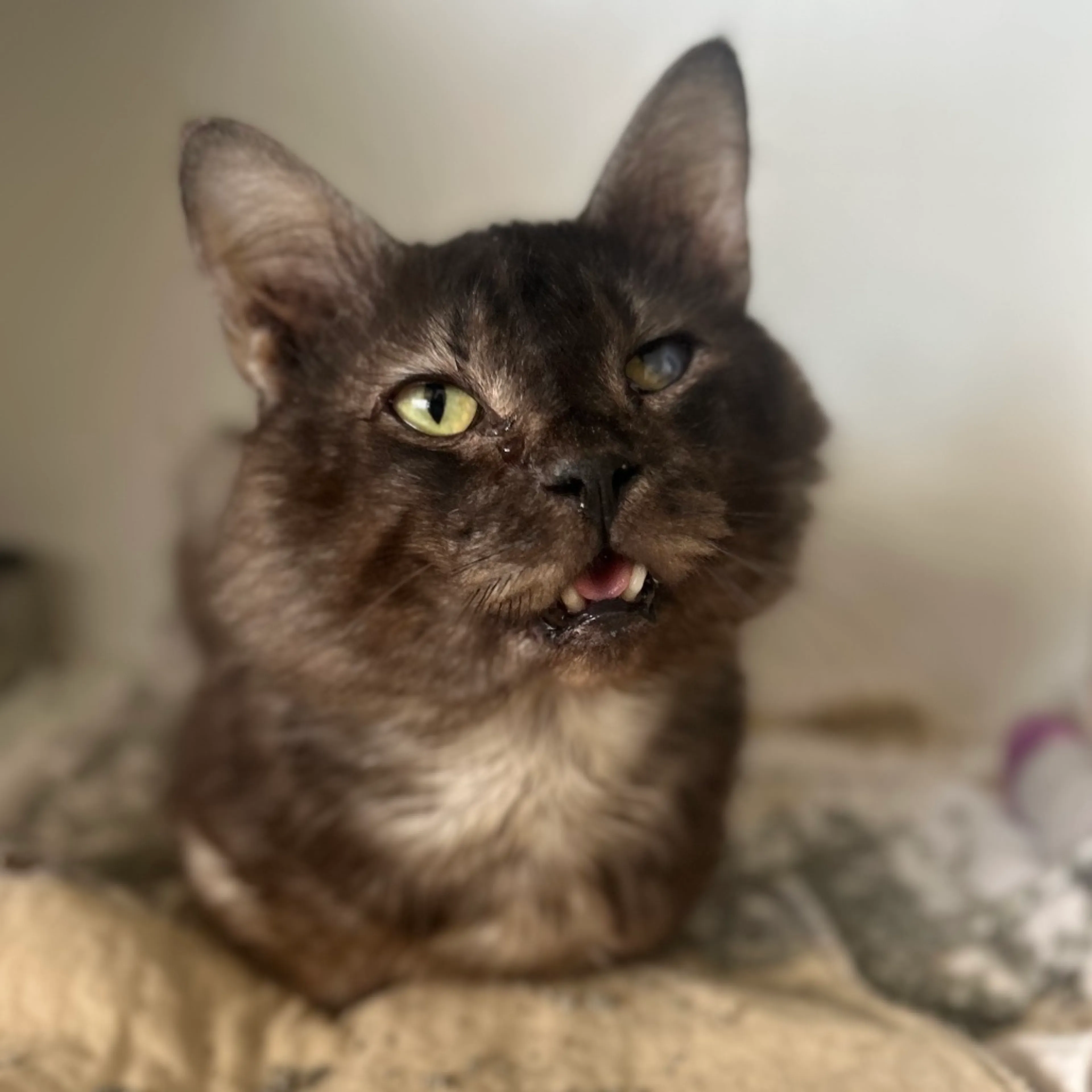 Found pet-0