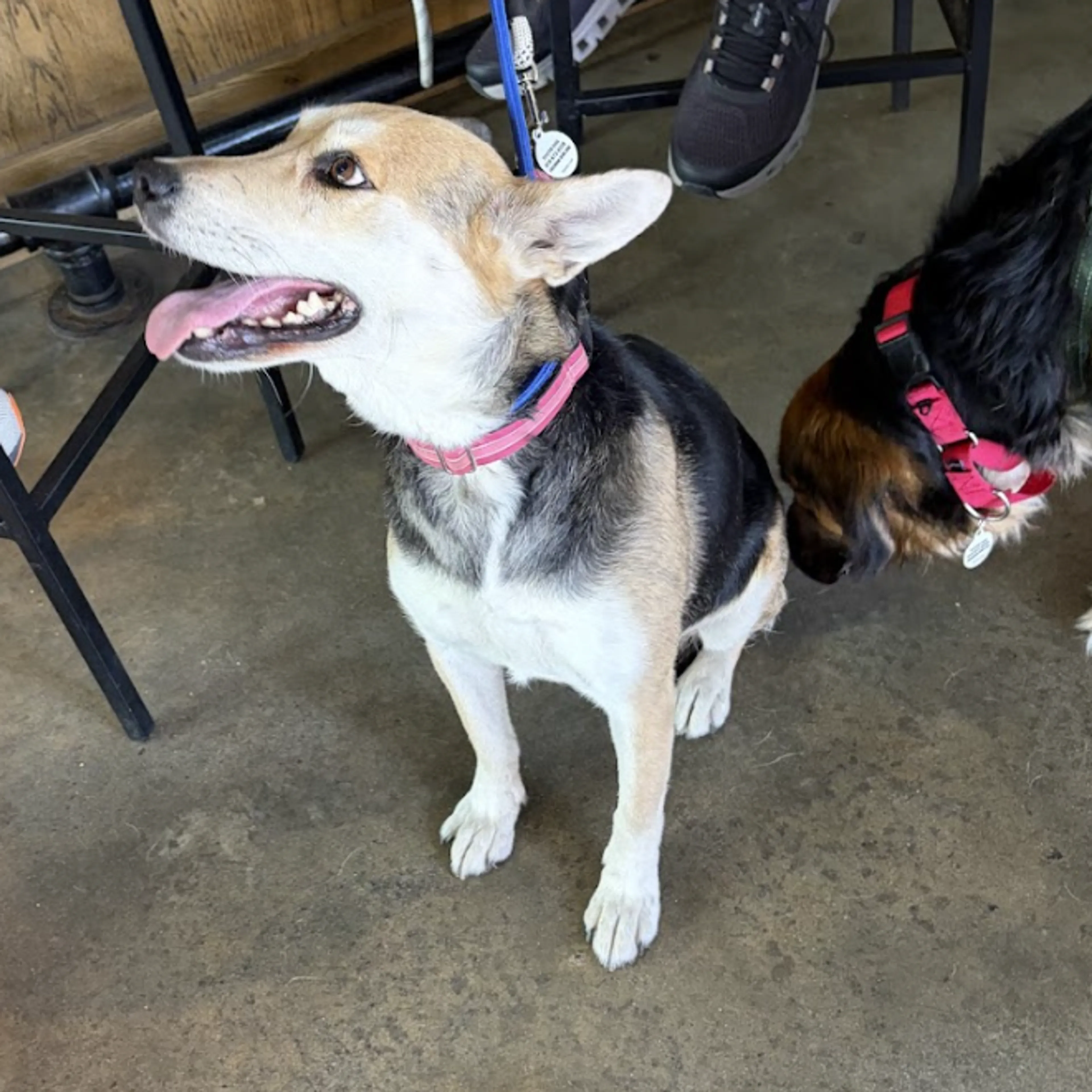 cdn image