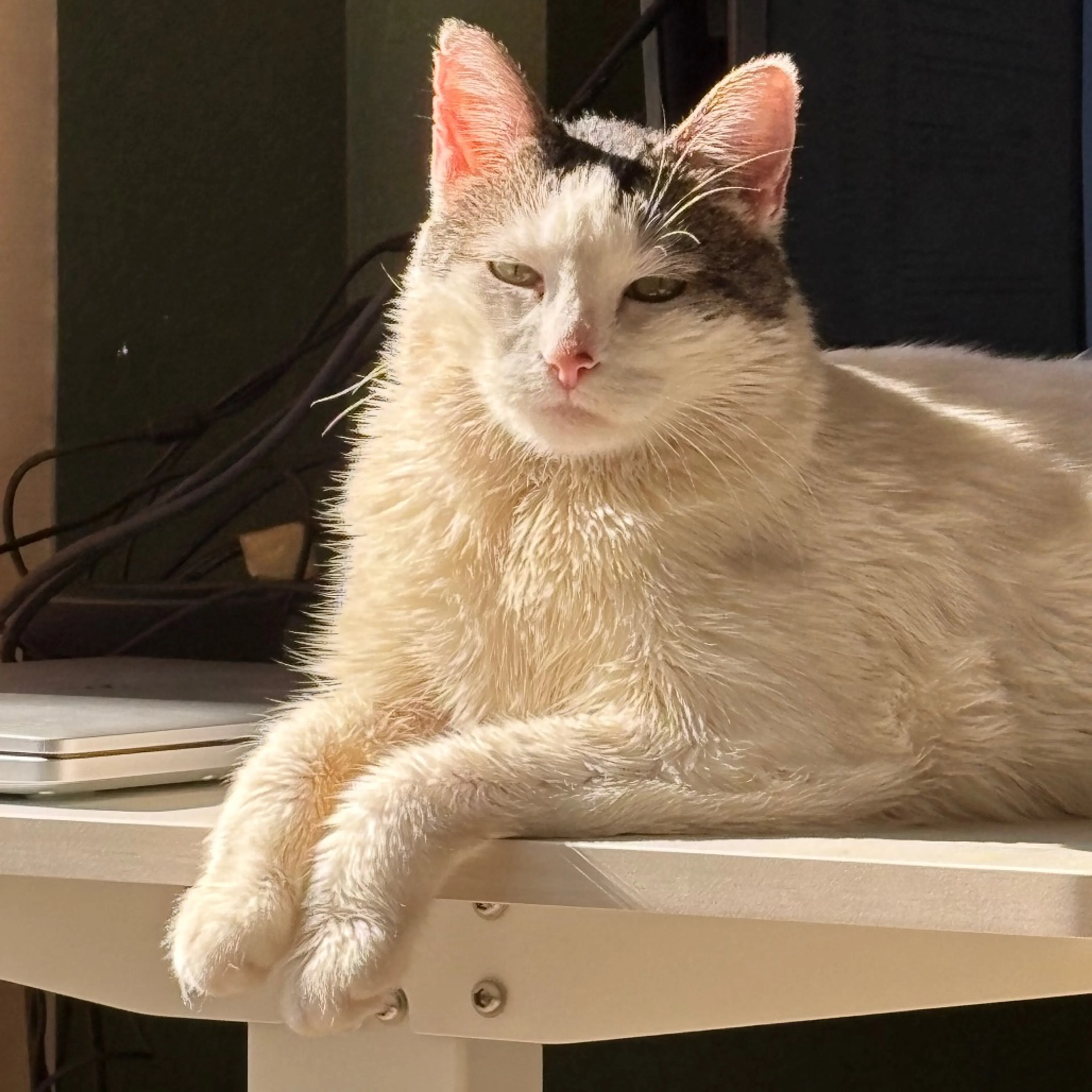 cdn image