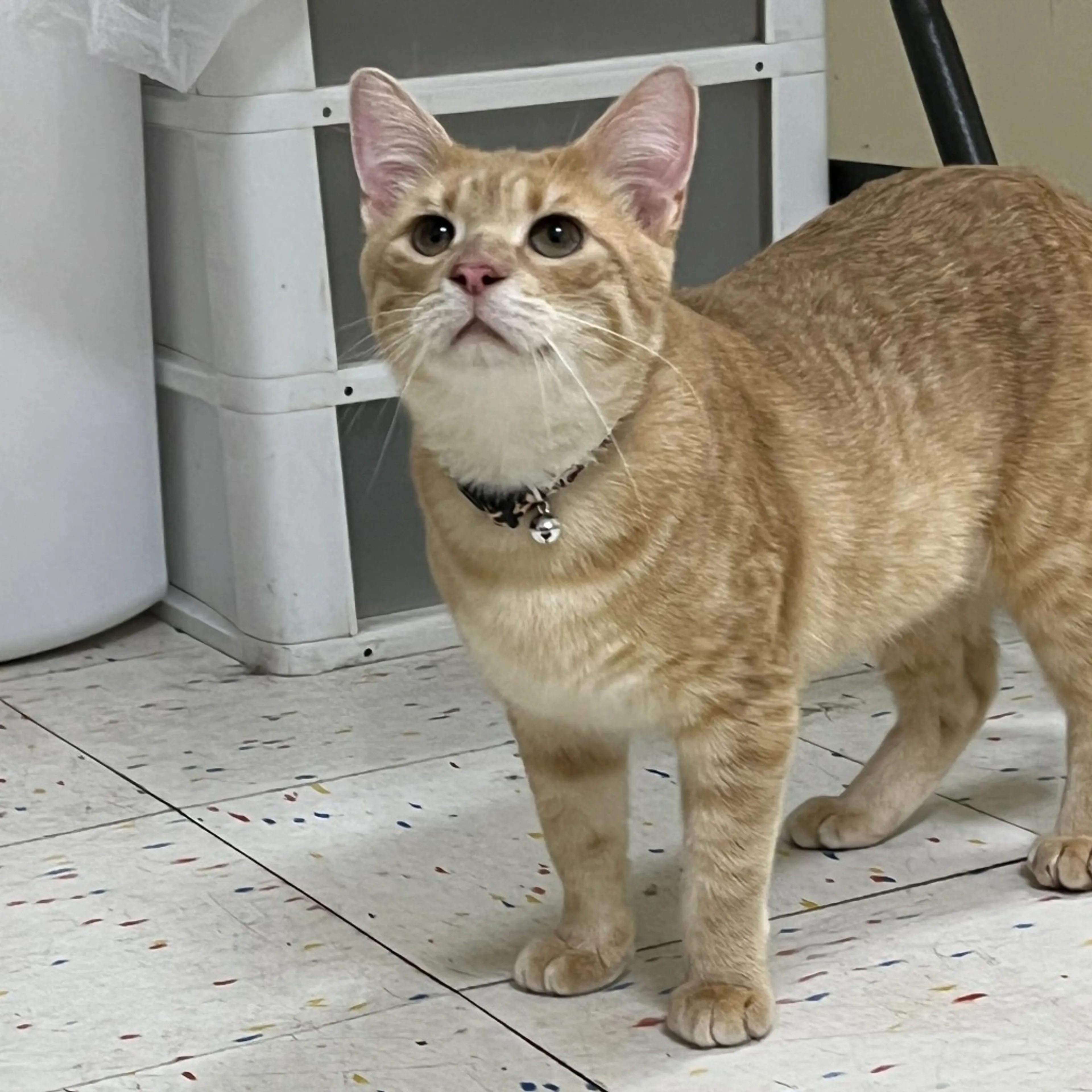 Found pet-1