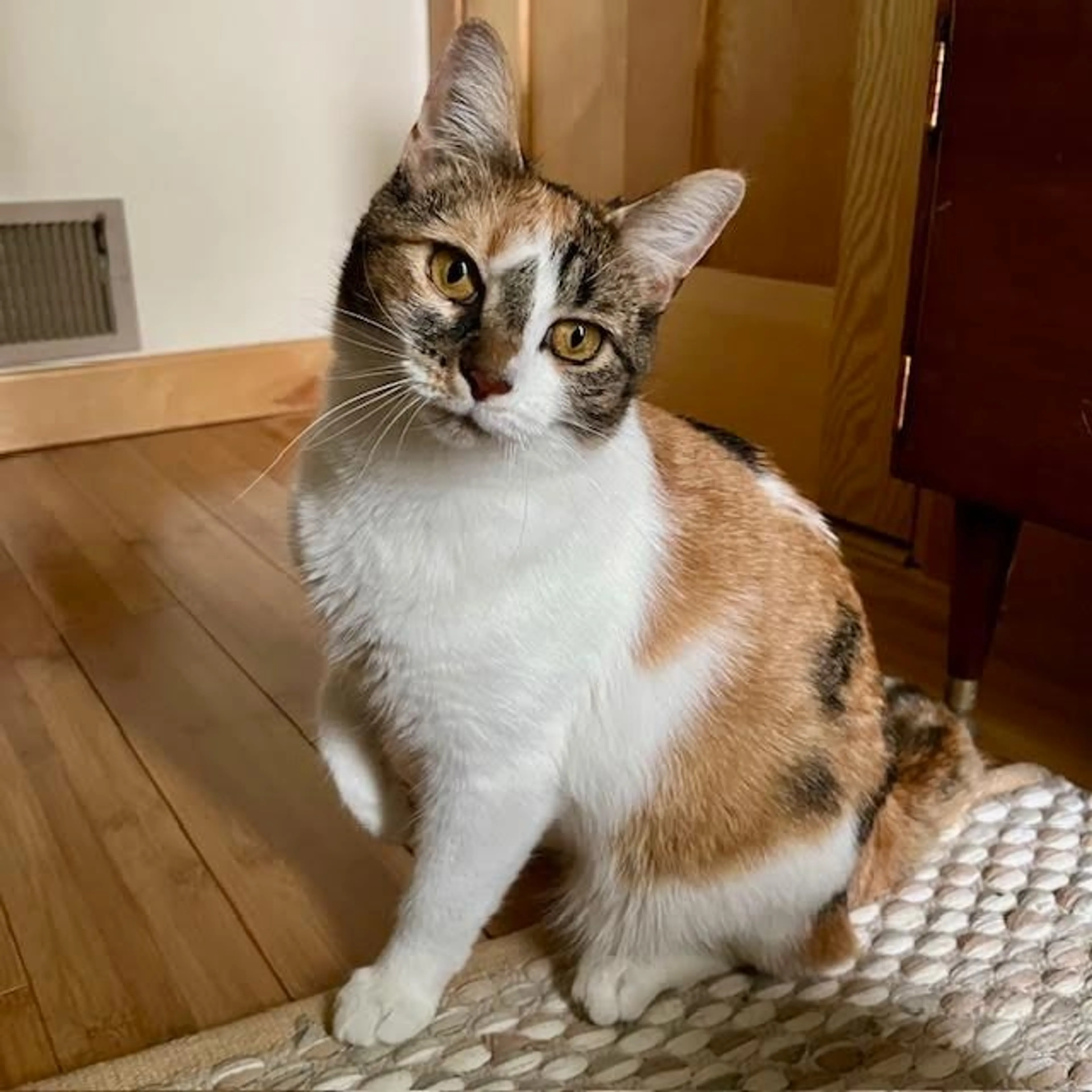 Found pet-0