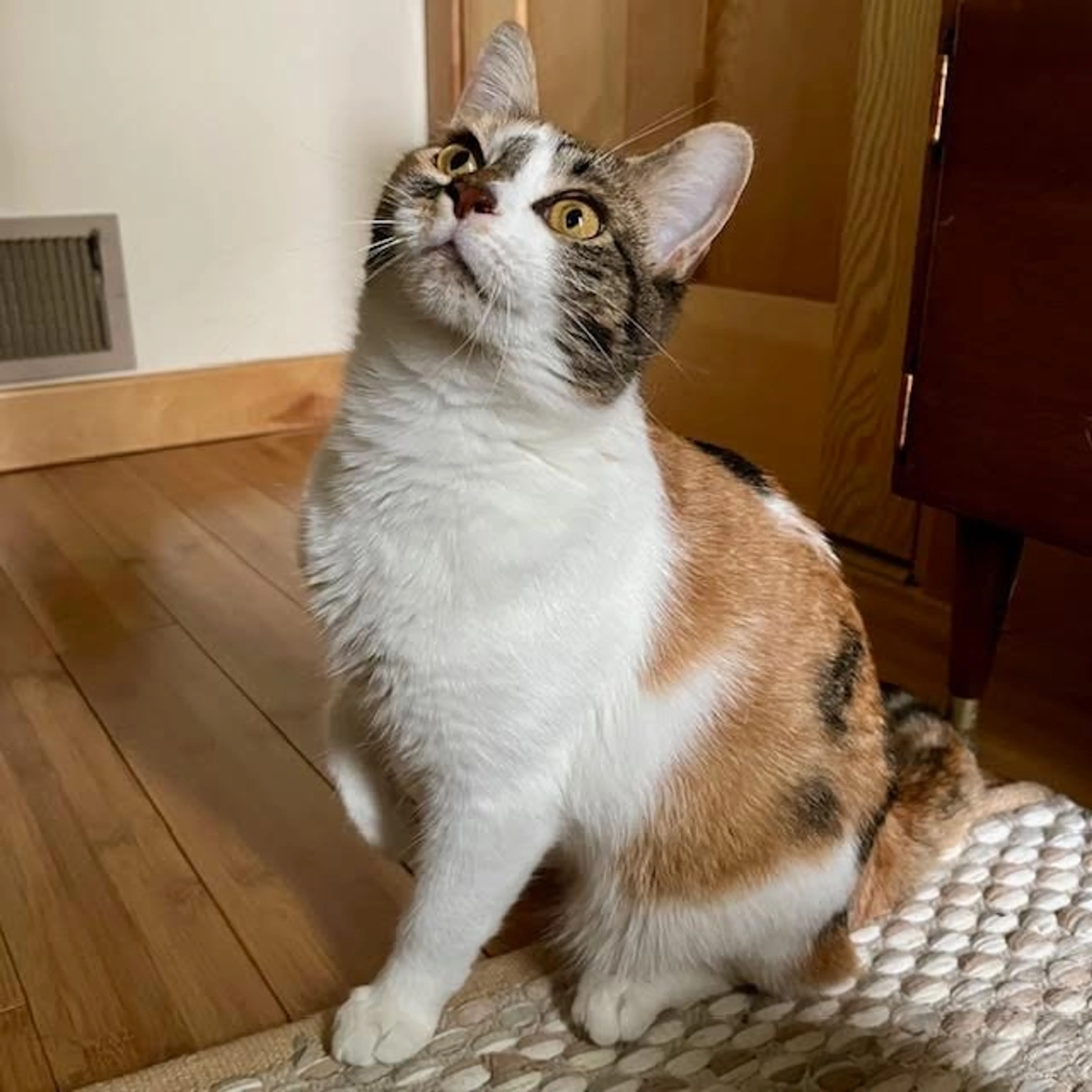 Found pet-2