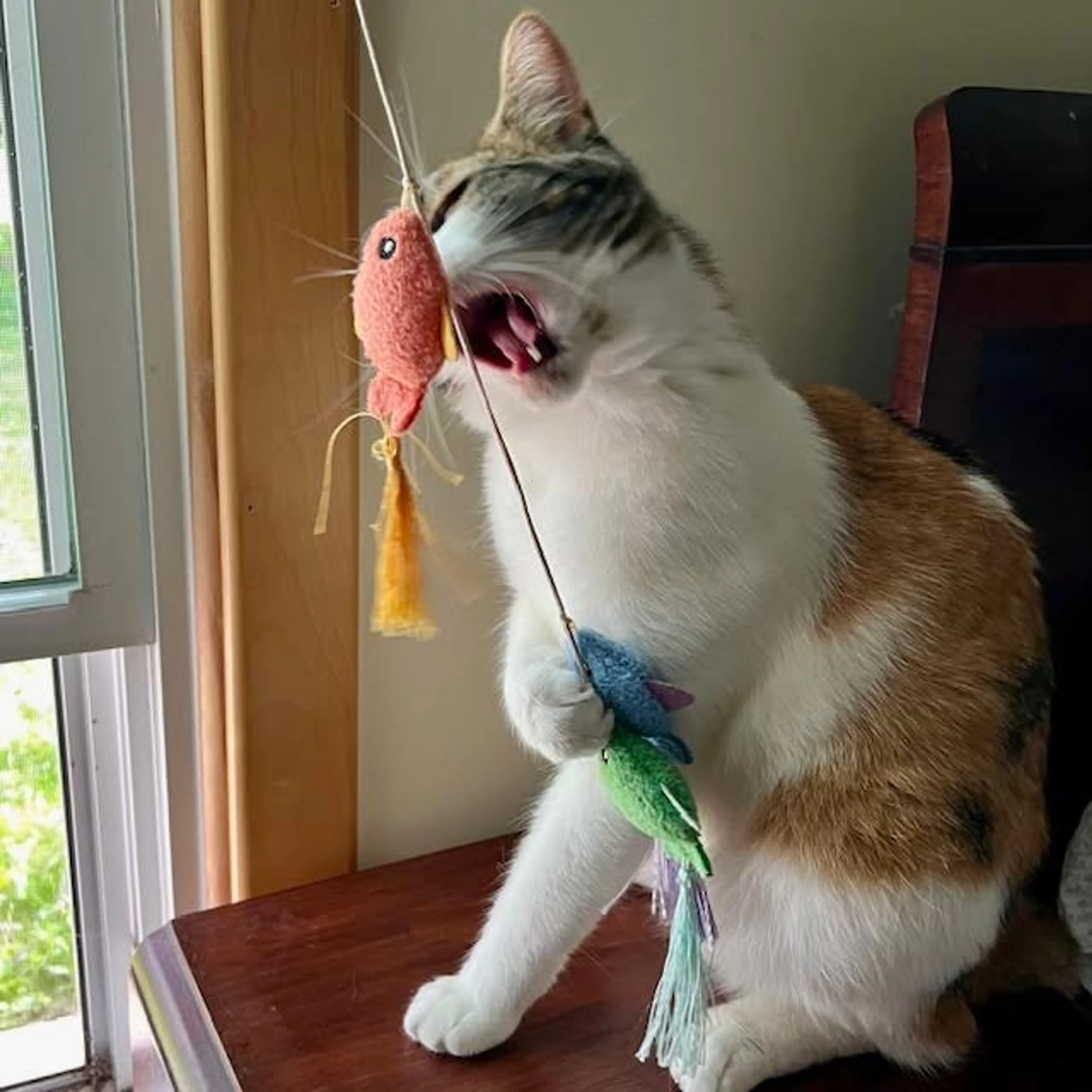 Found pet-3