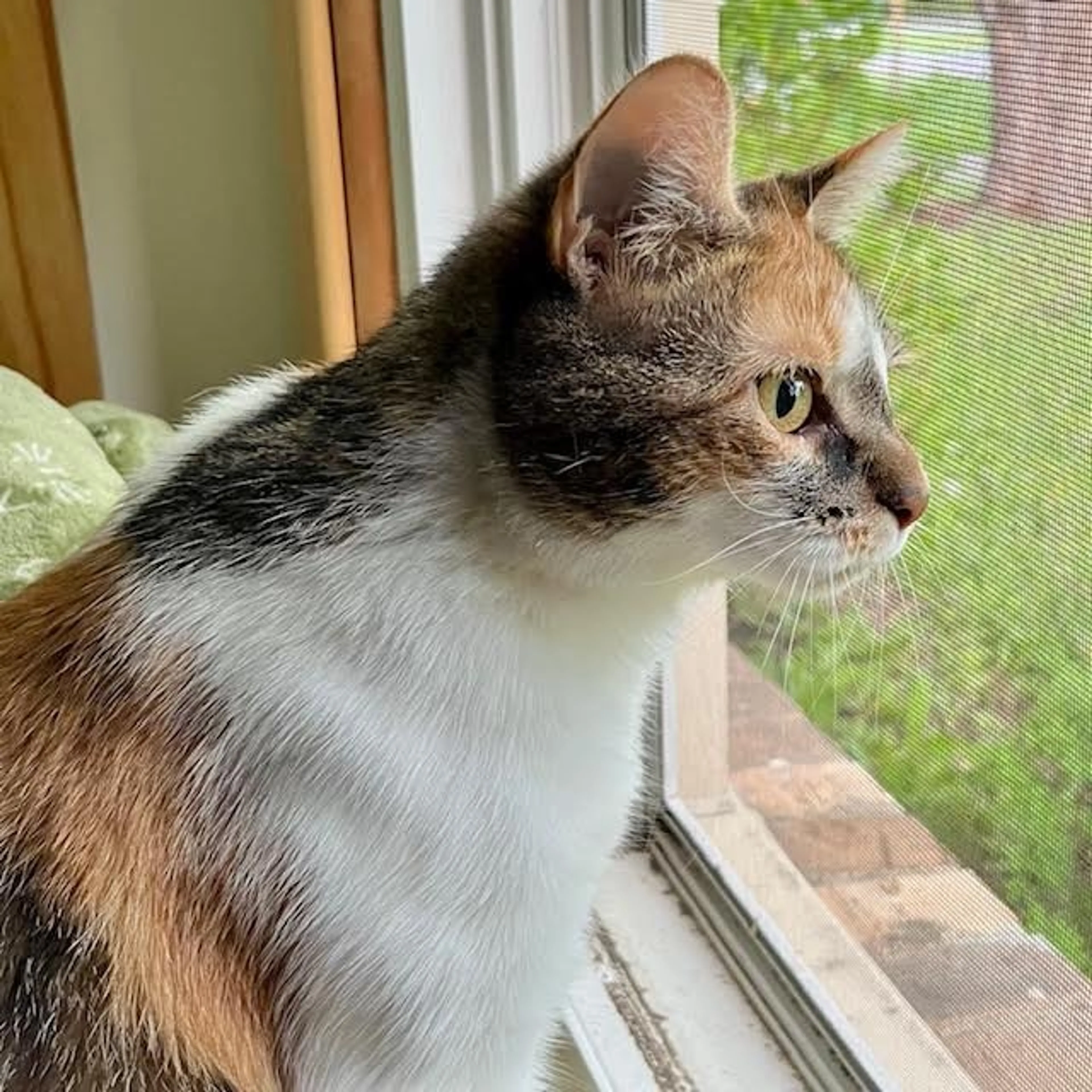 Found pet-5
