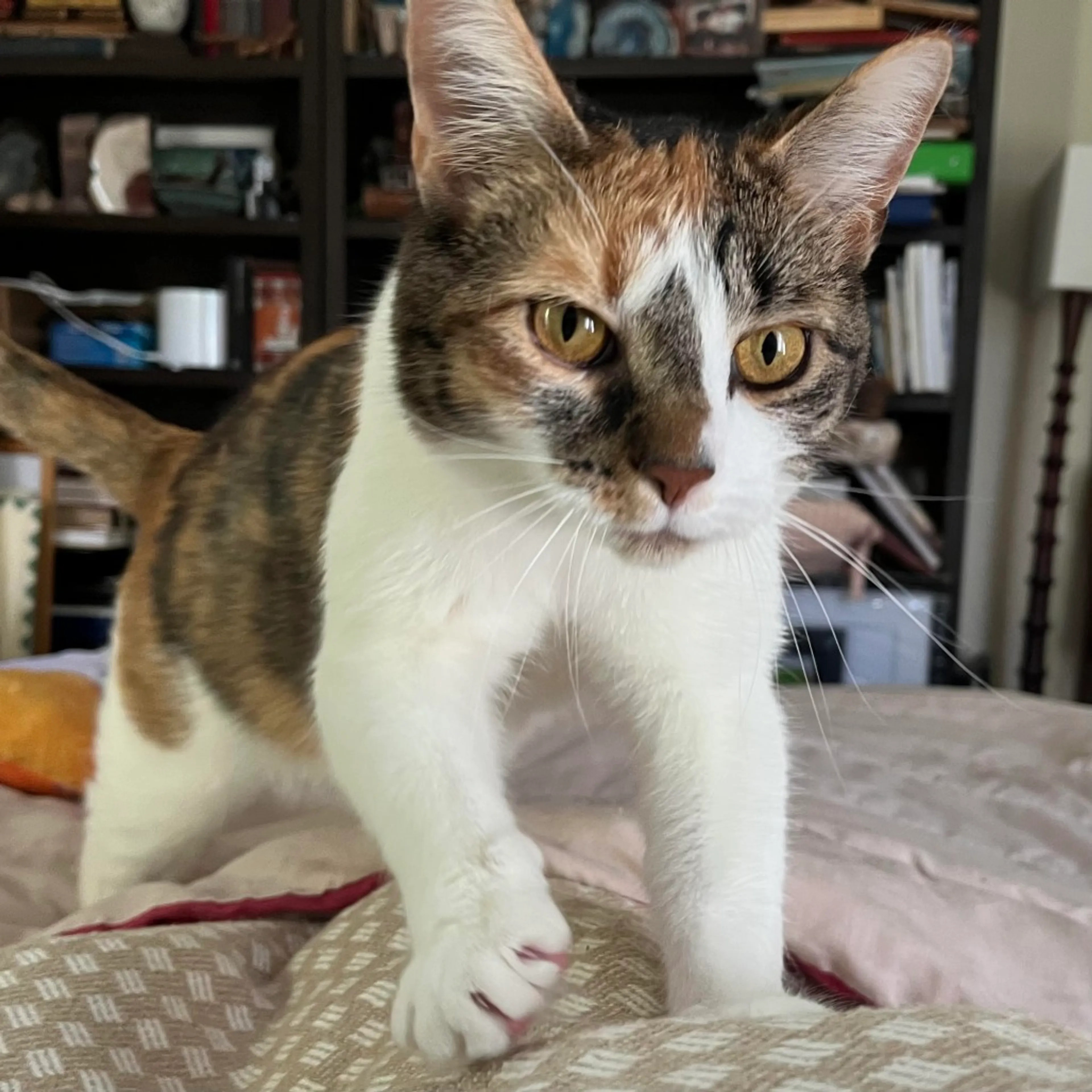 Found pet-6