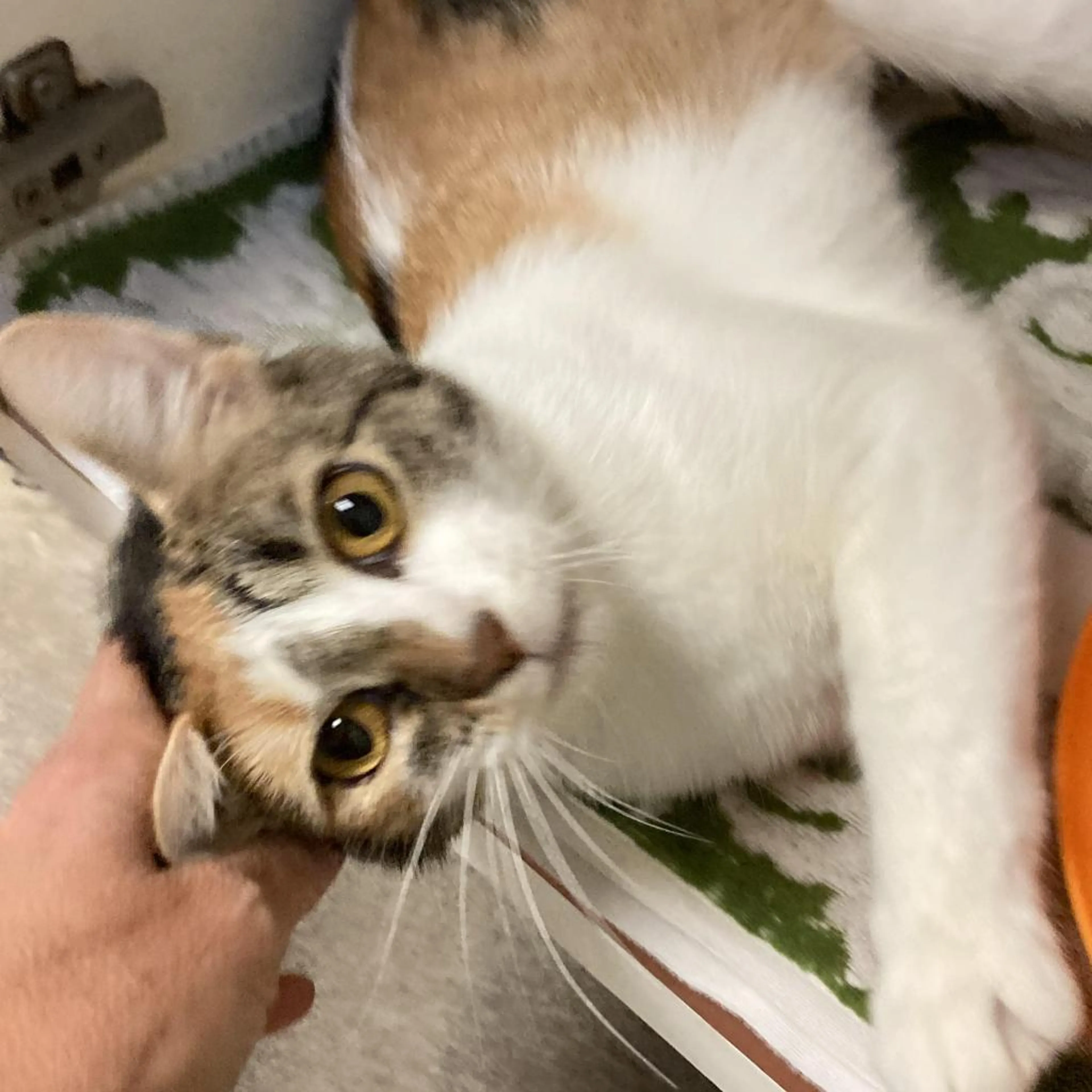 Found pet-1