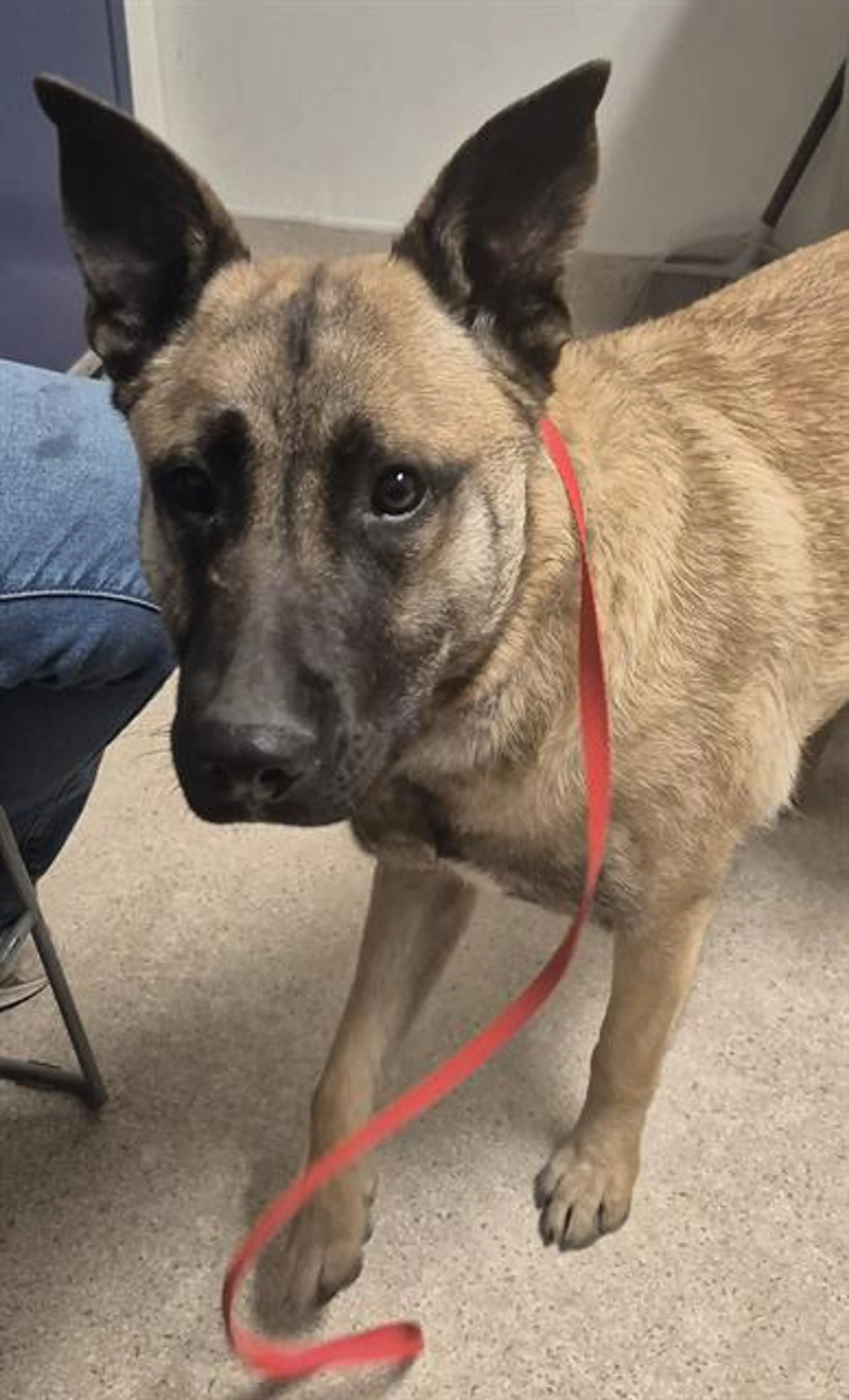Found pet