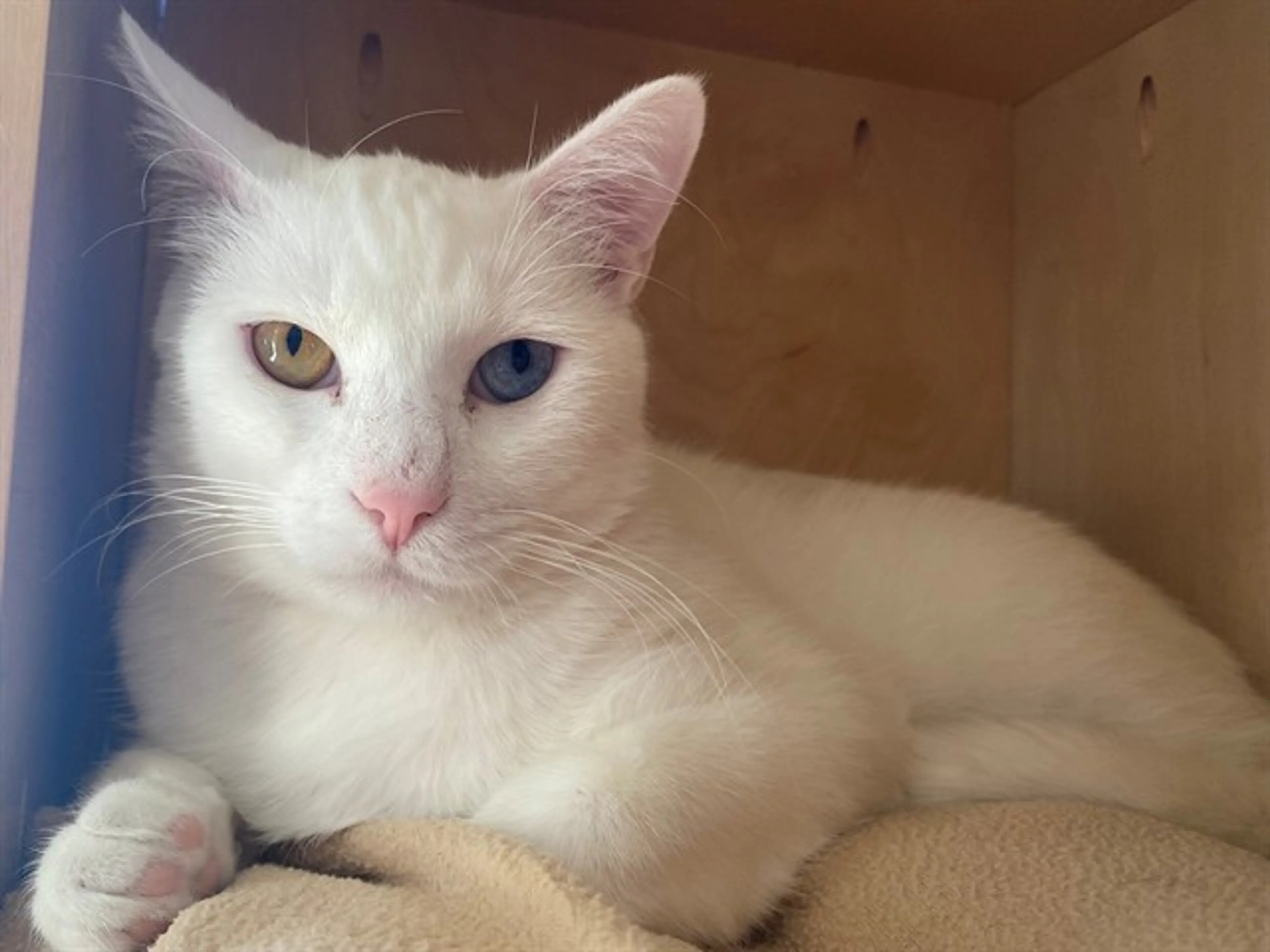 Found pet