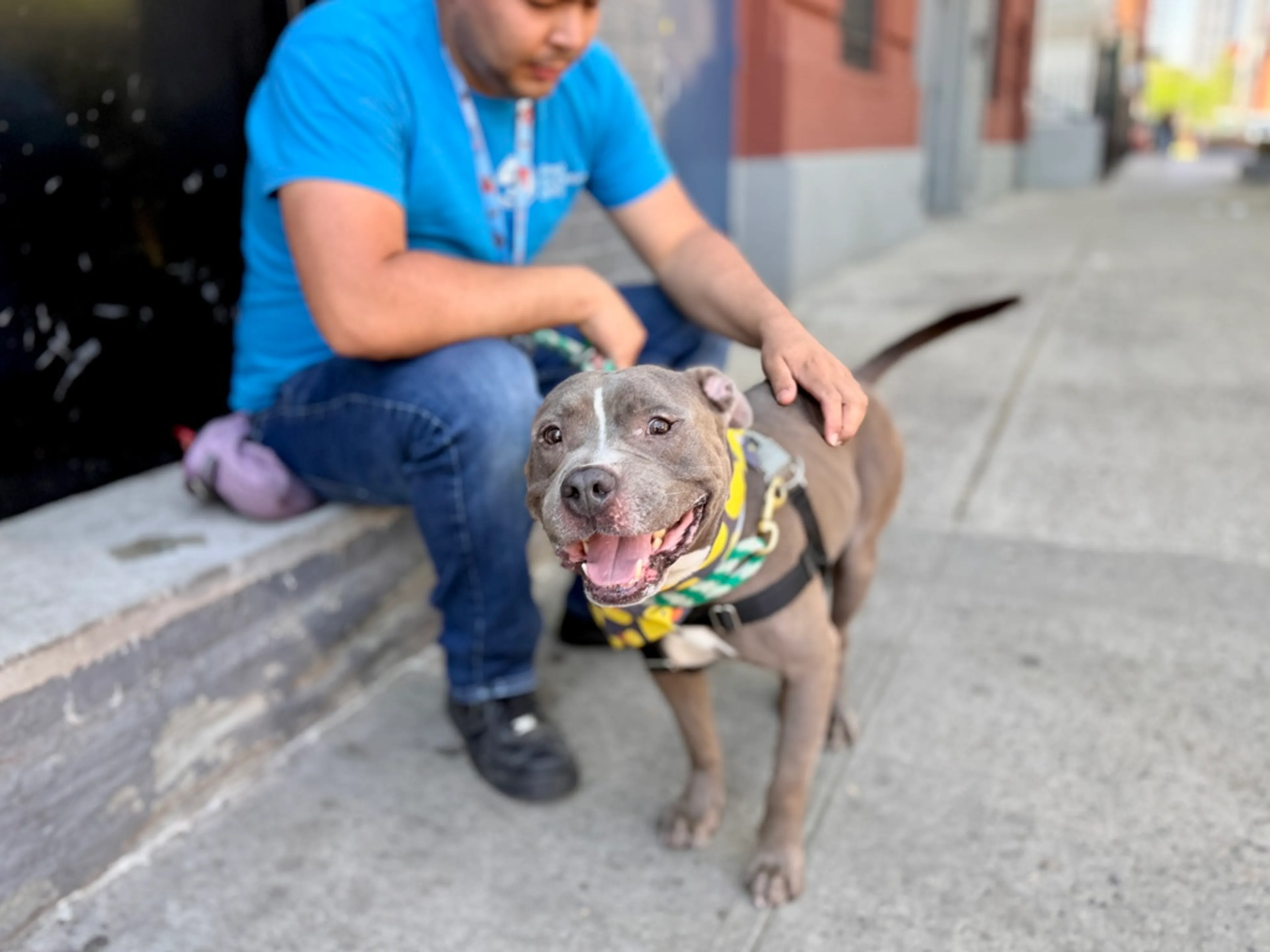 Found pet-2