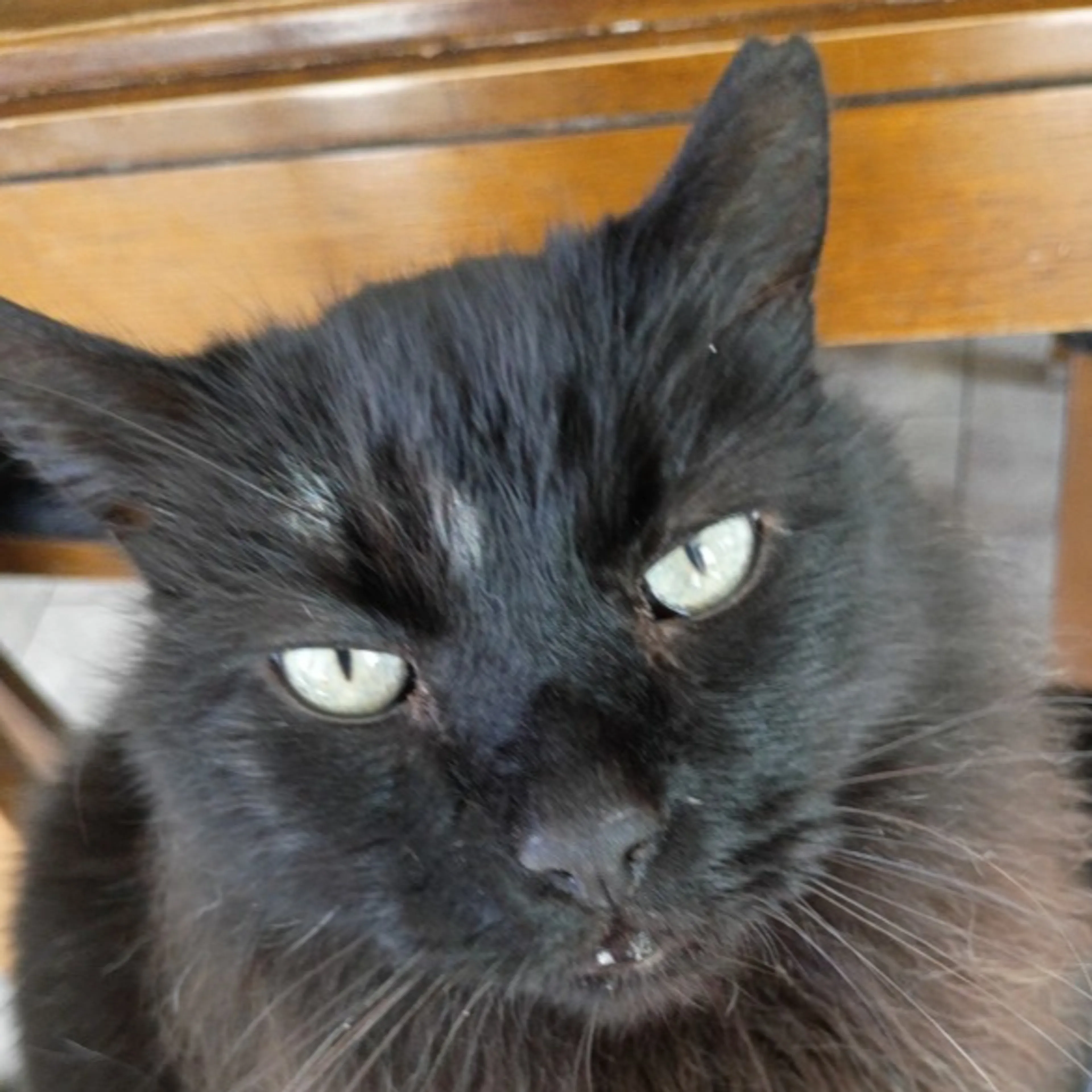 Lost pet-2