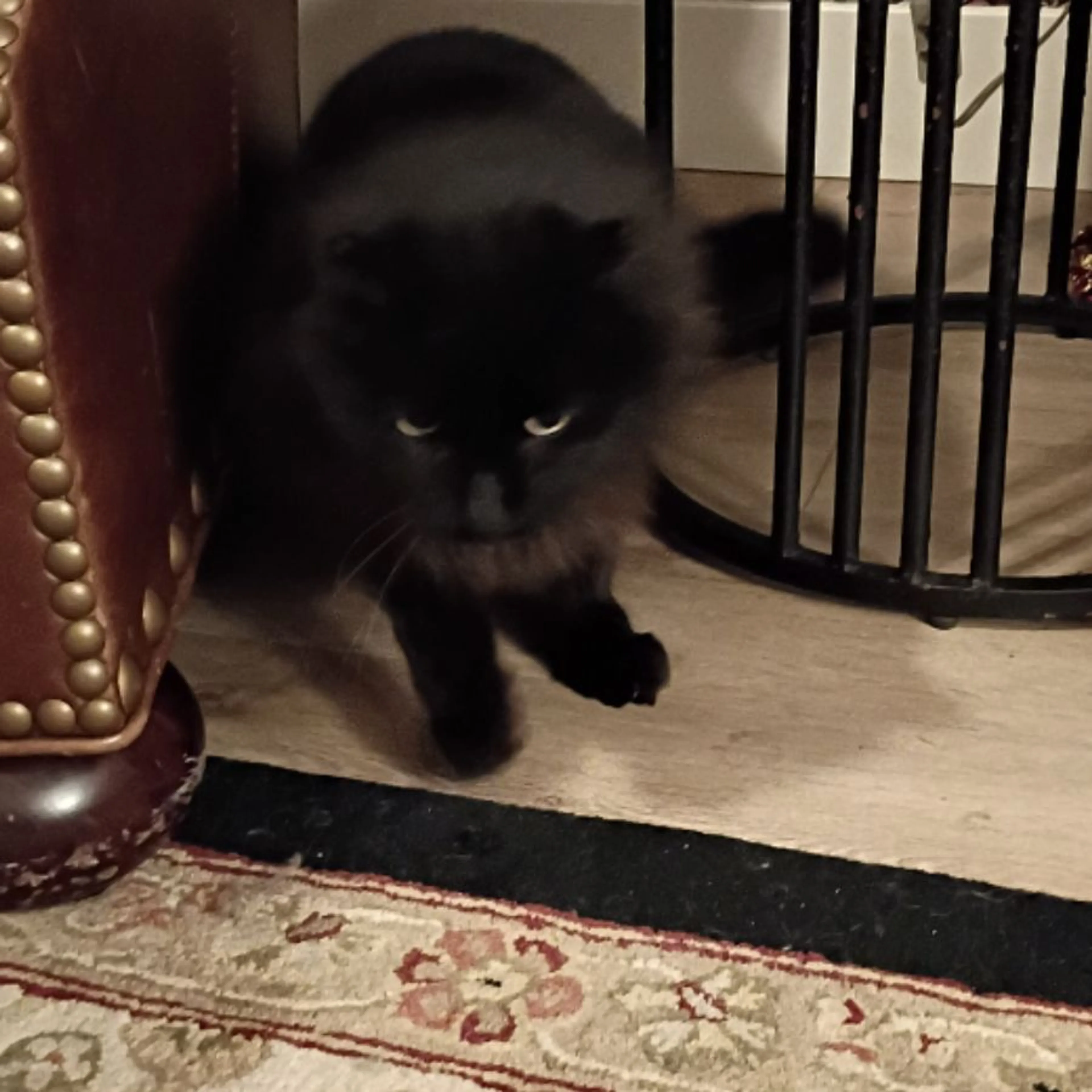 Lost pet-0