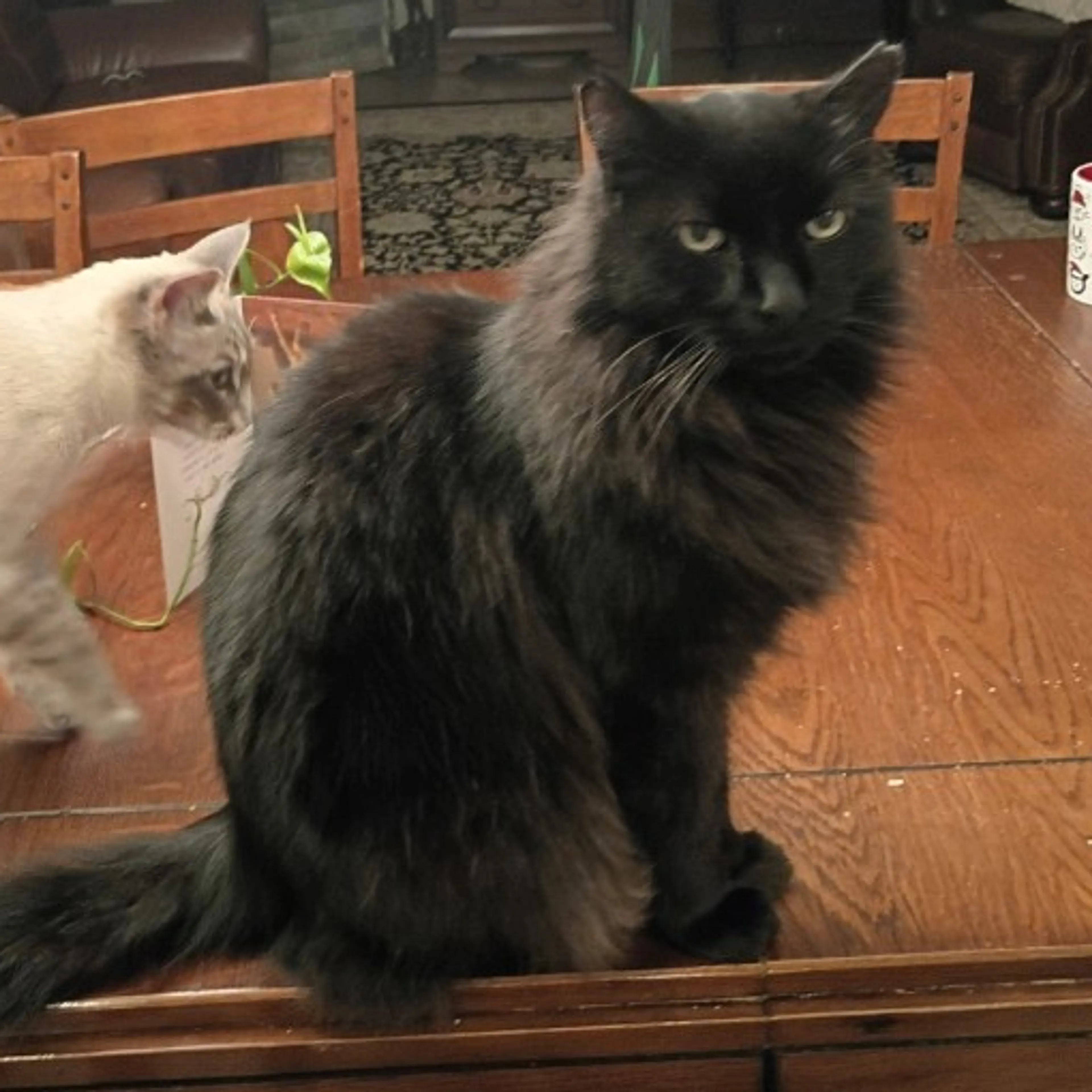 Lost pet-1