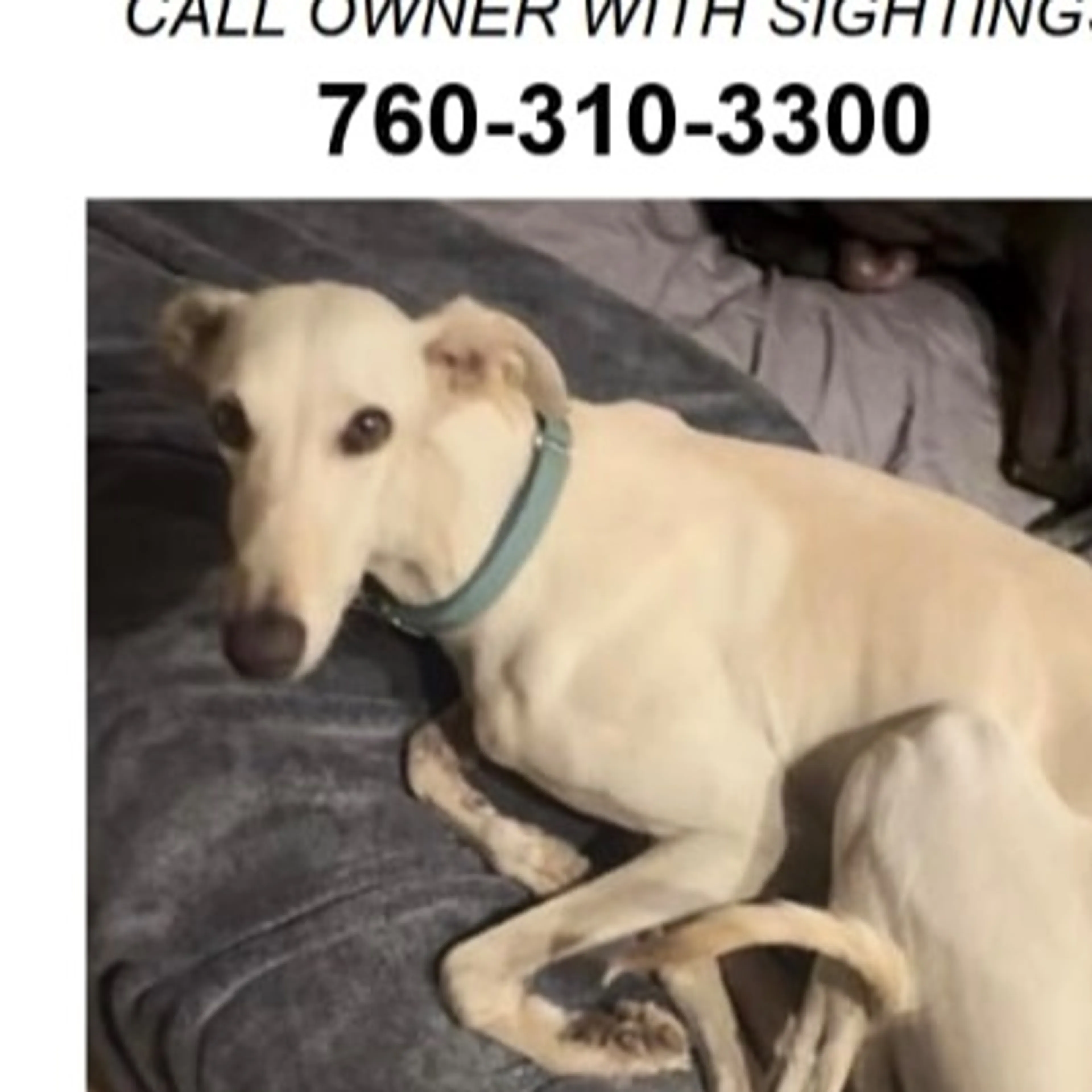 Lost pet