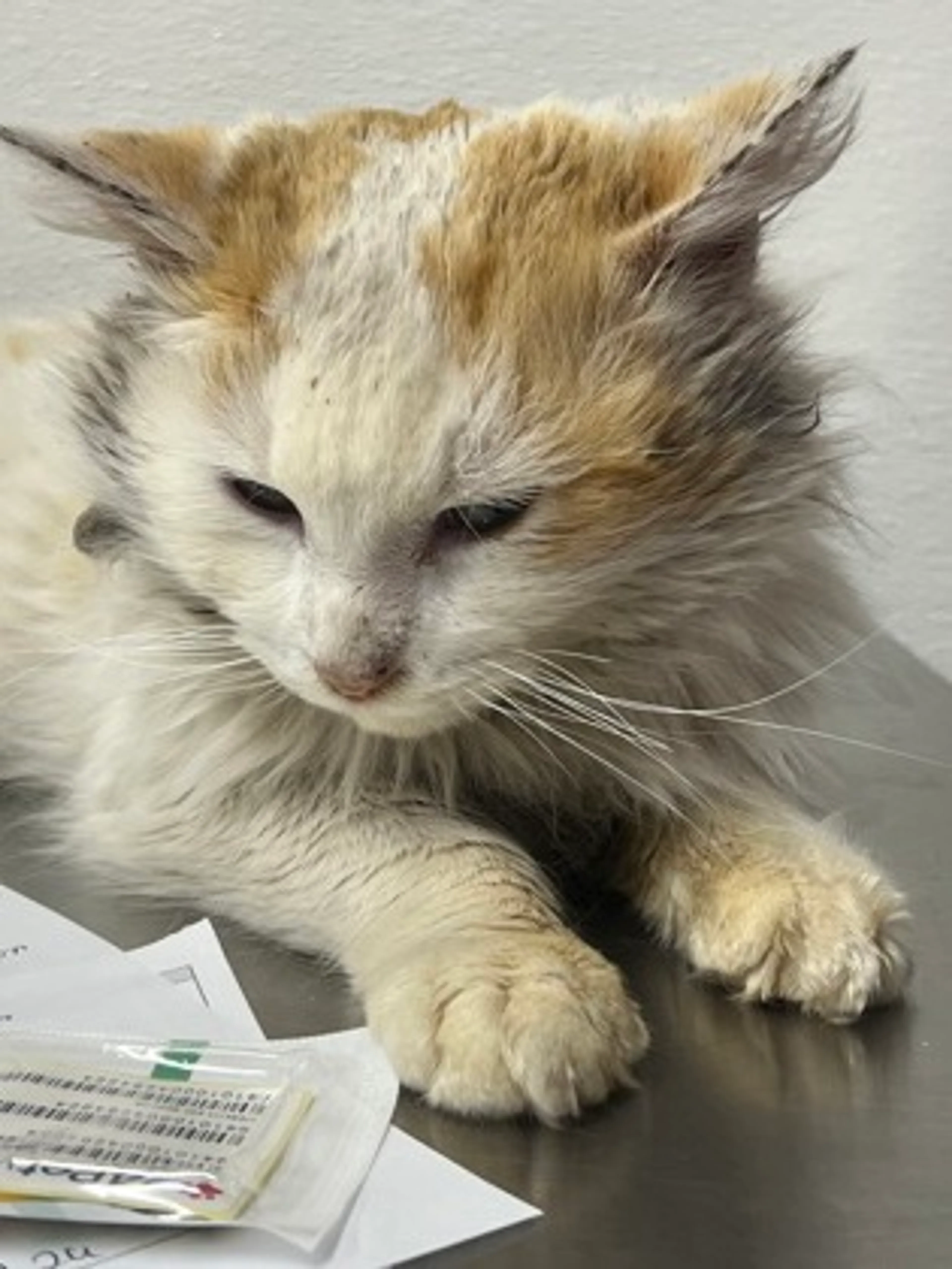 Found pet