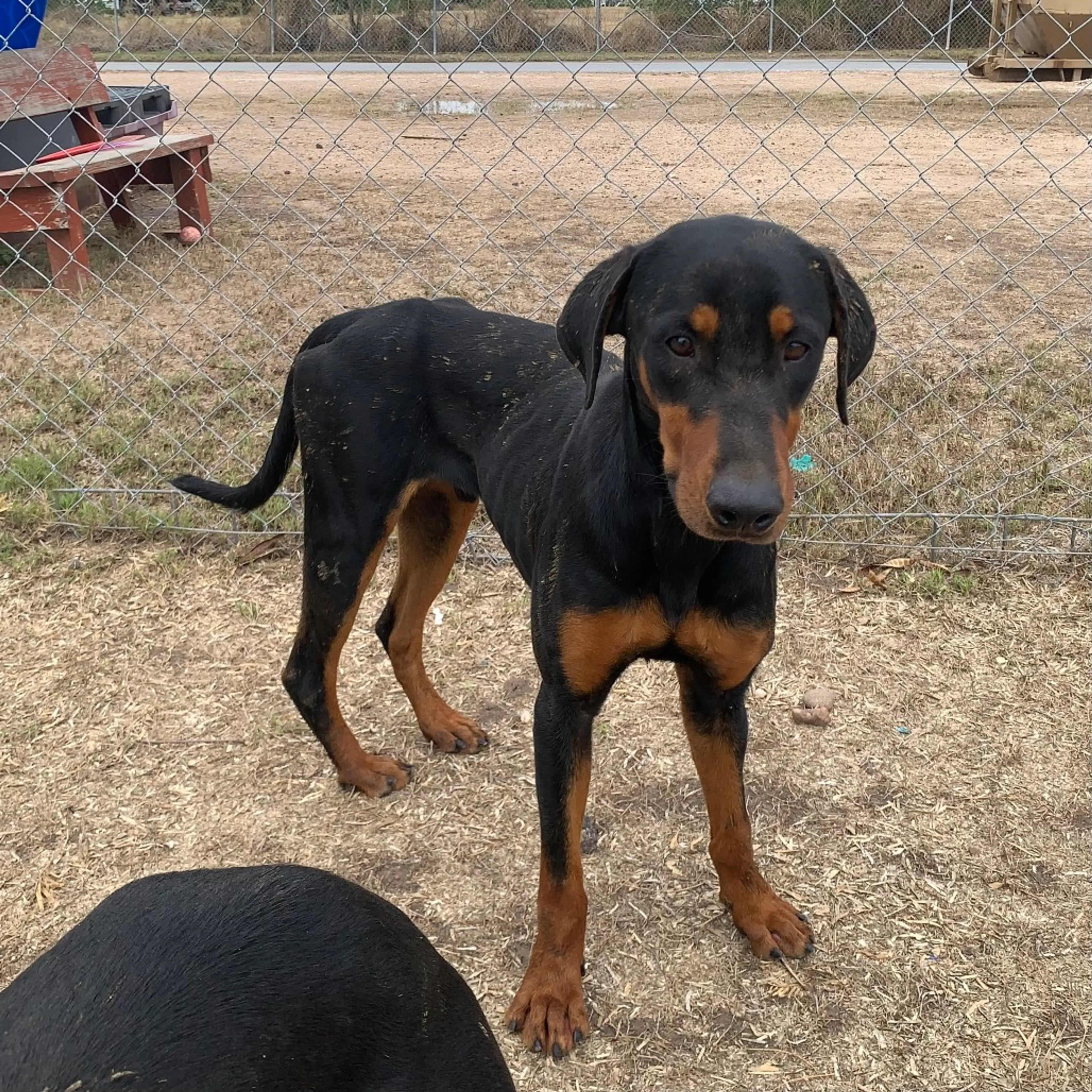 Found pet-4