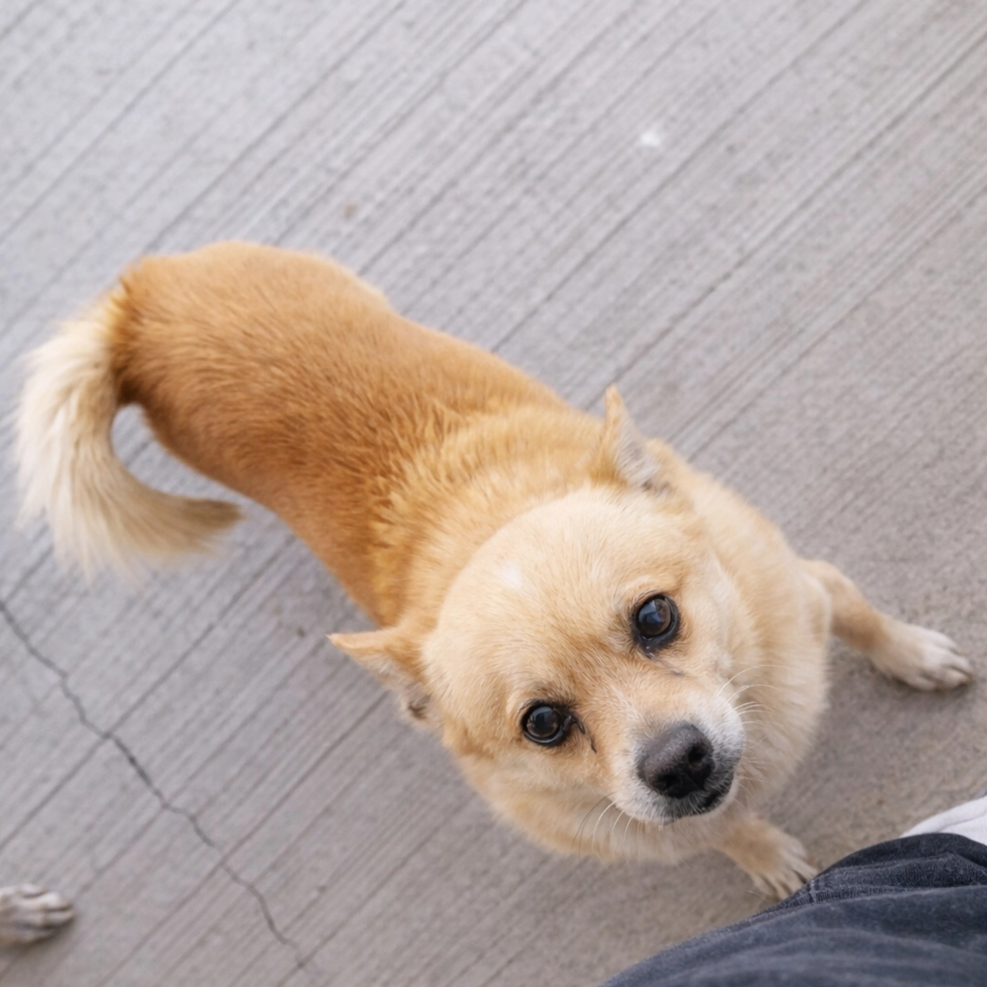 Lost pet