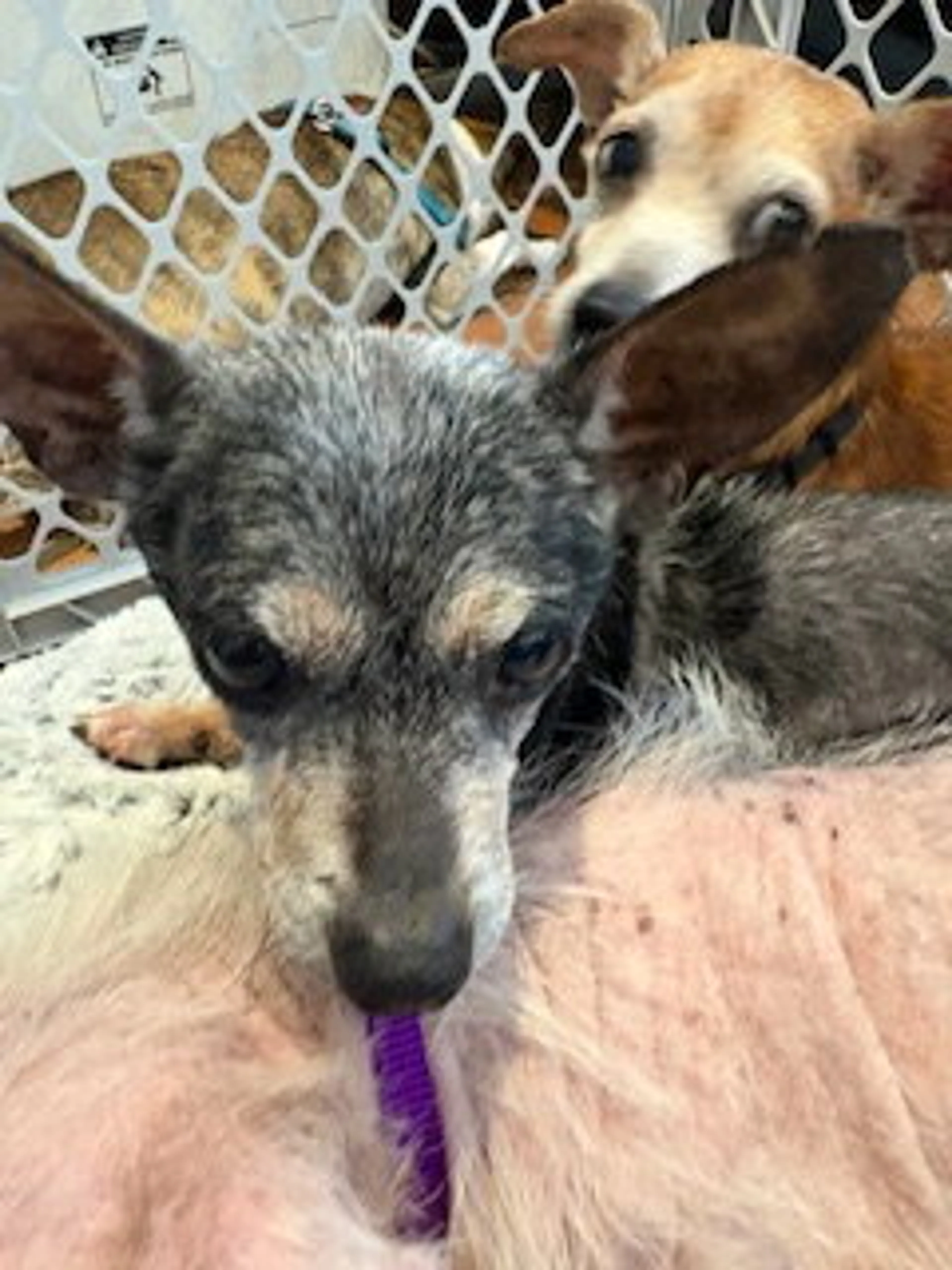 Found pet-4