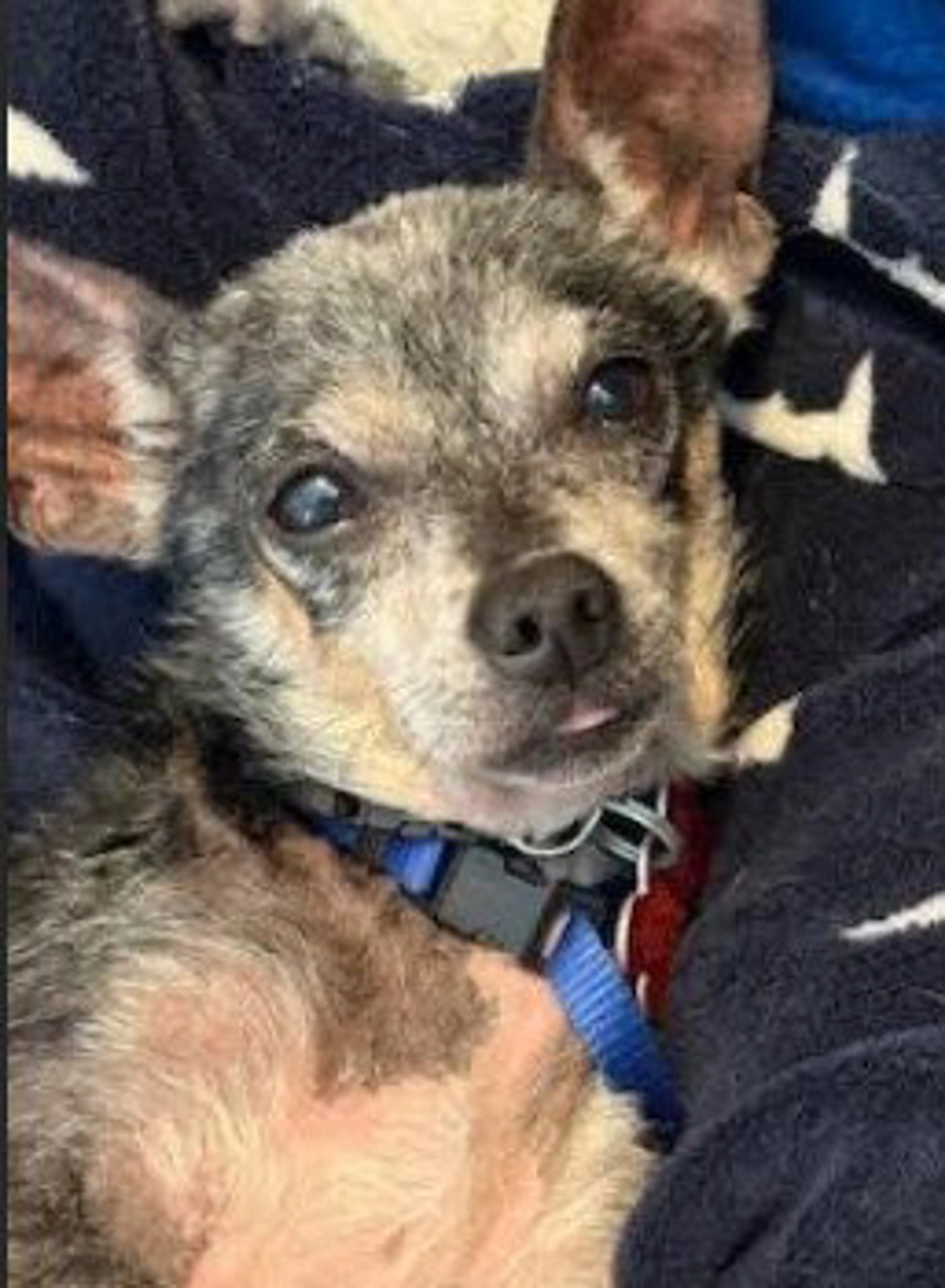 Found pet-1