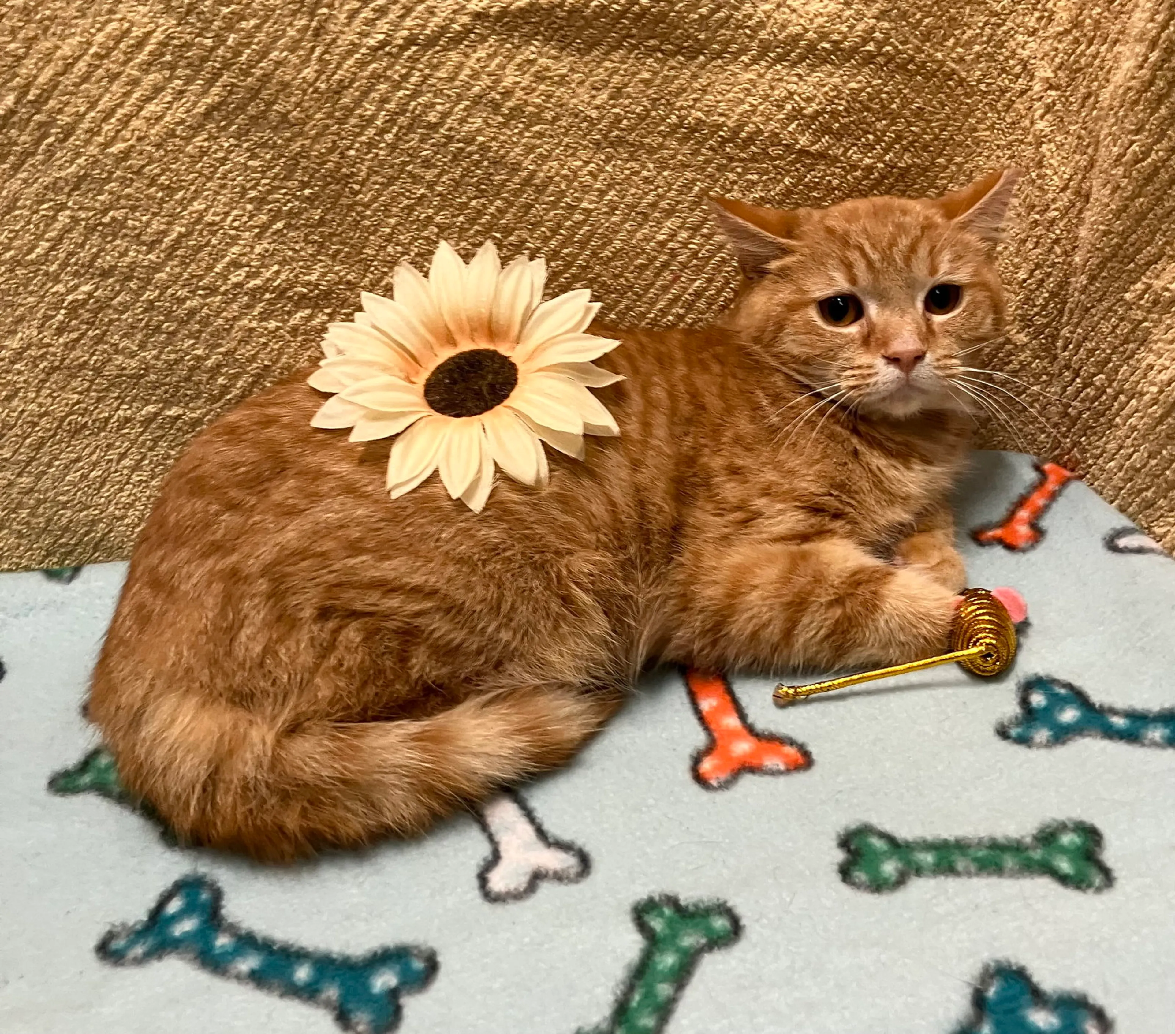 Found pet-3