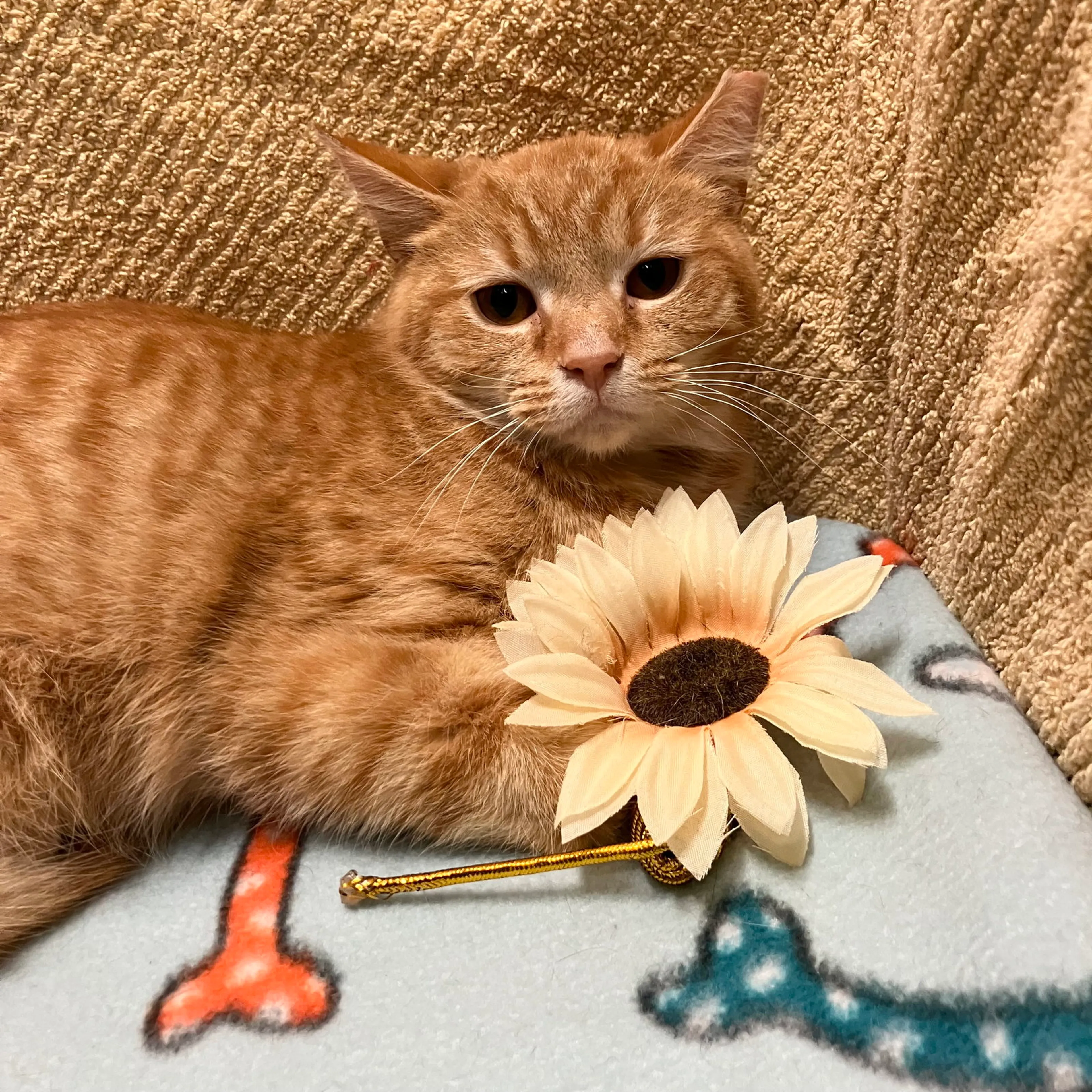 Found pet-2