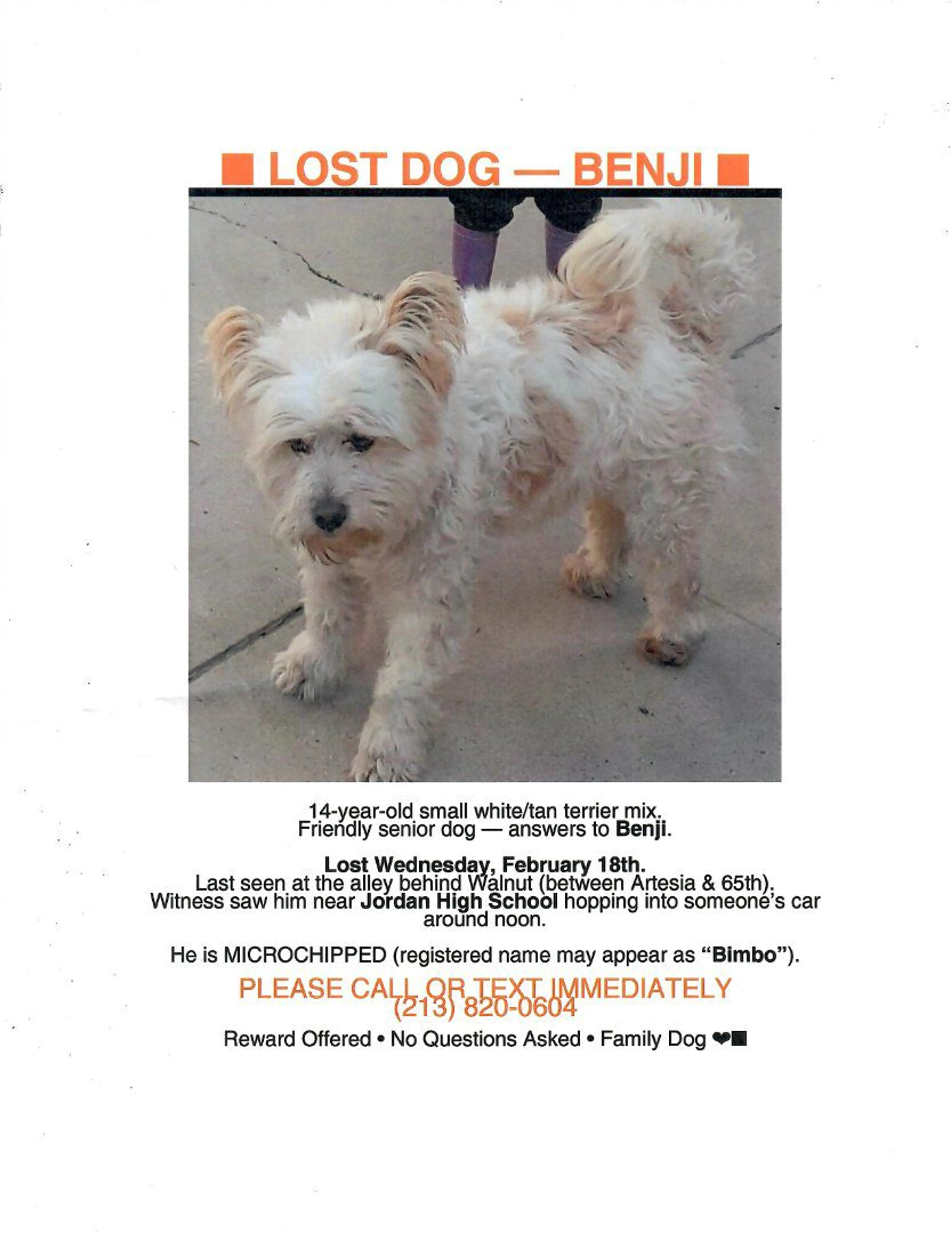 Lost pet