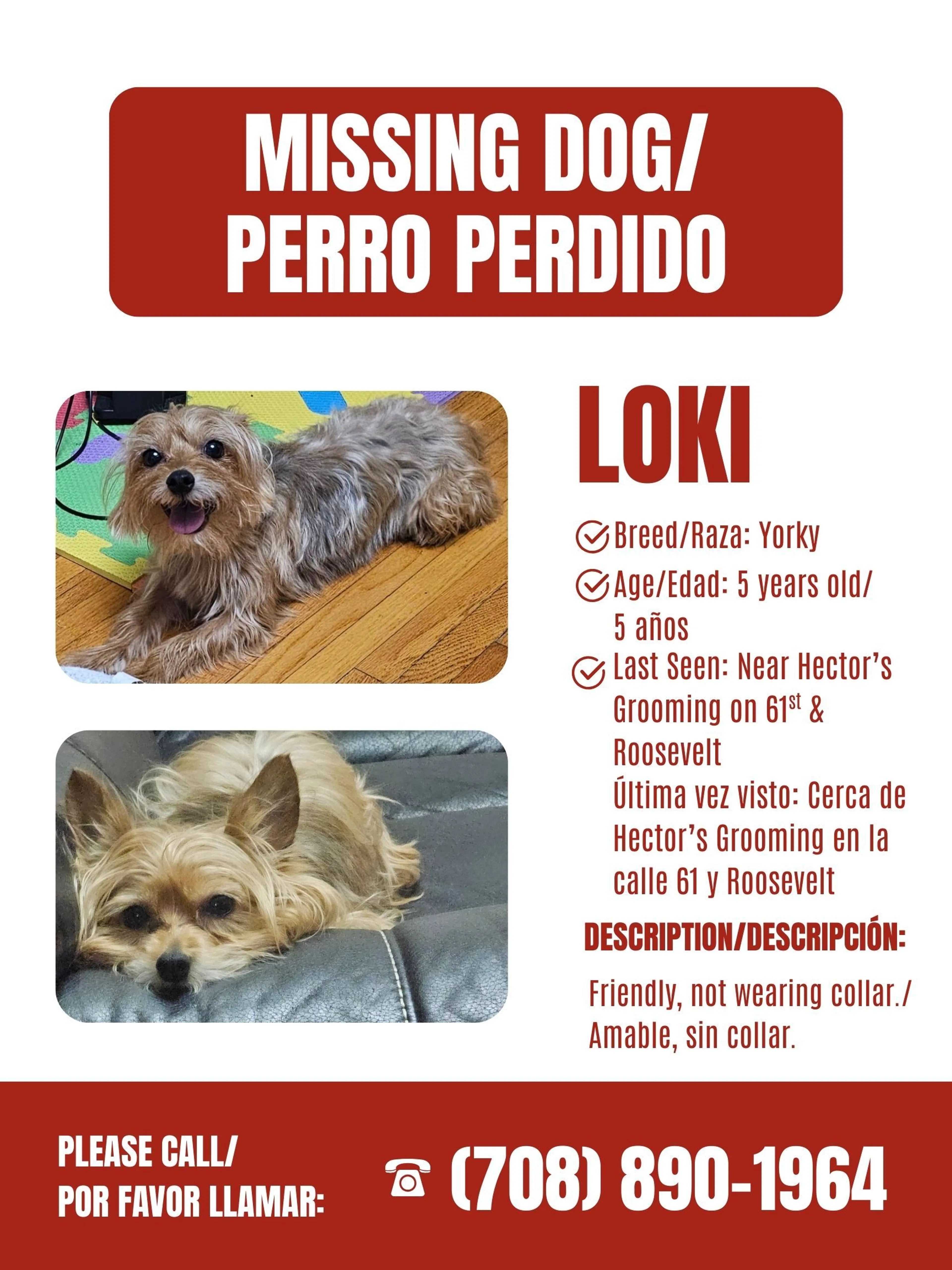 Lost pet