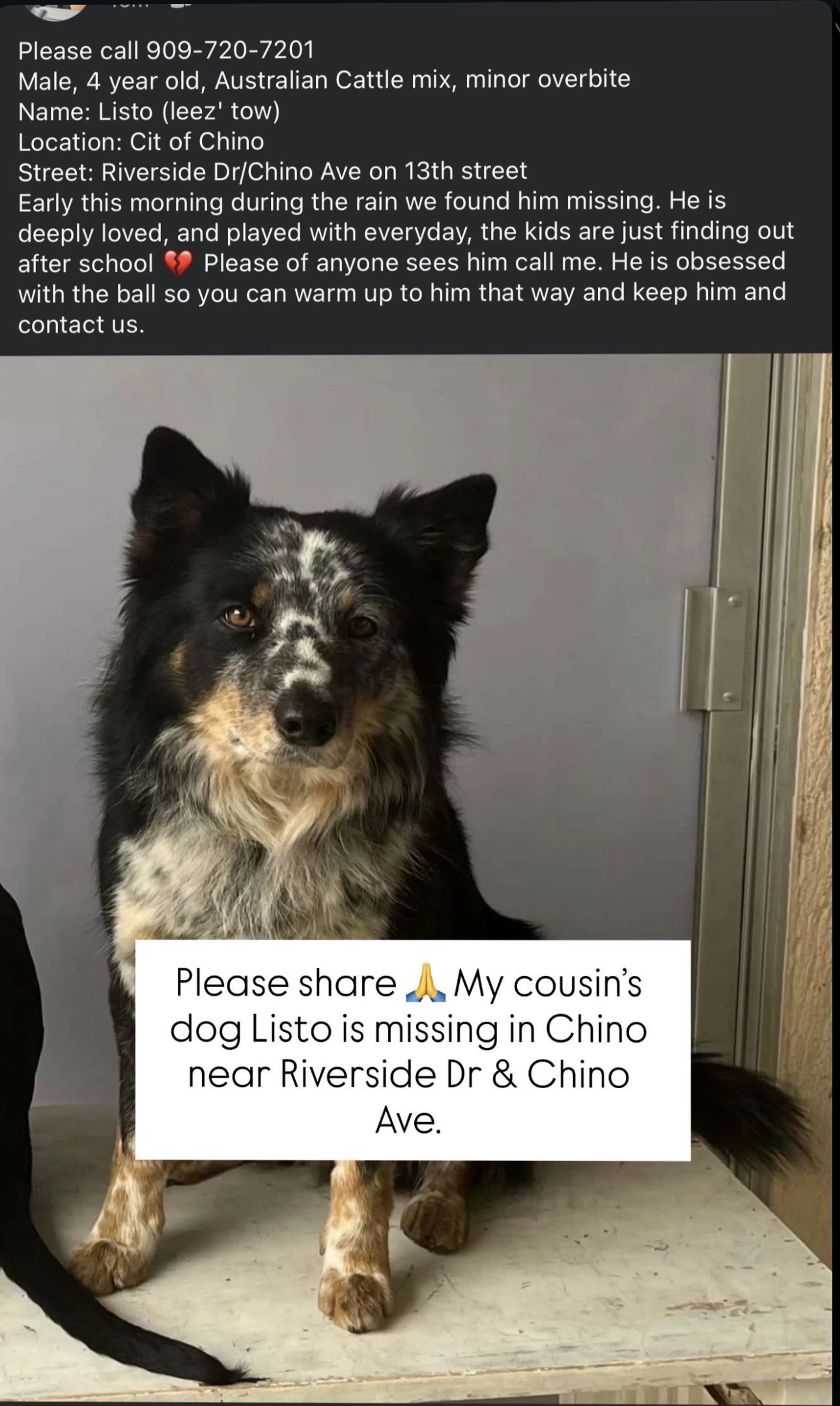 Lost pet