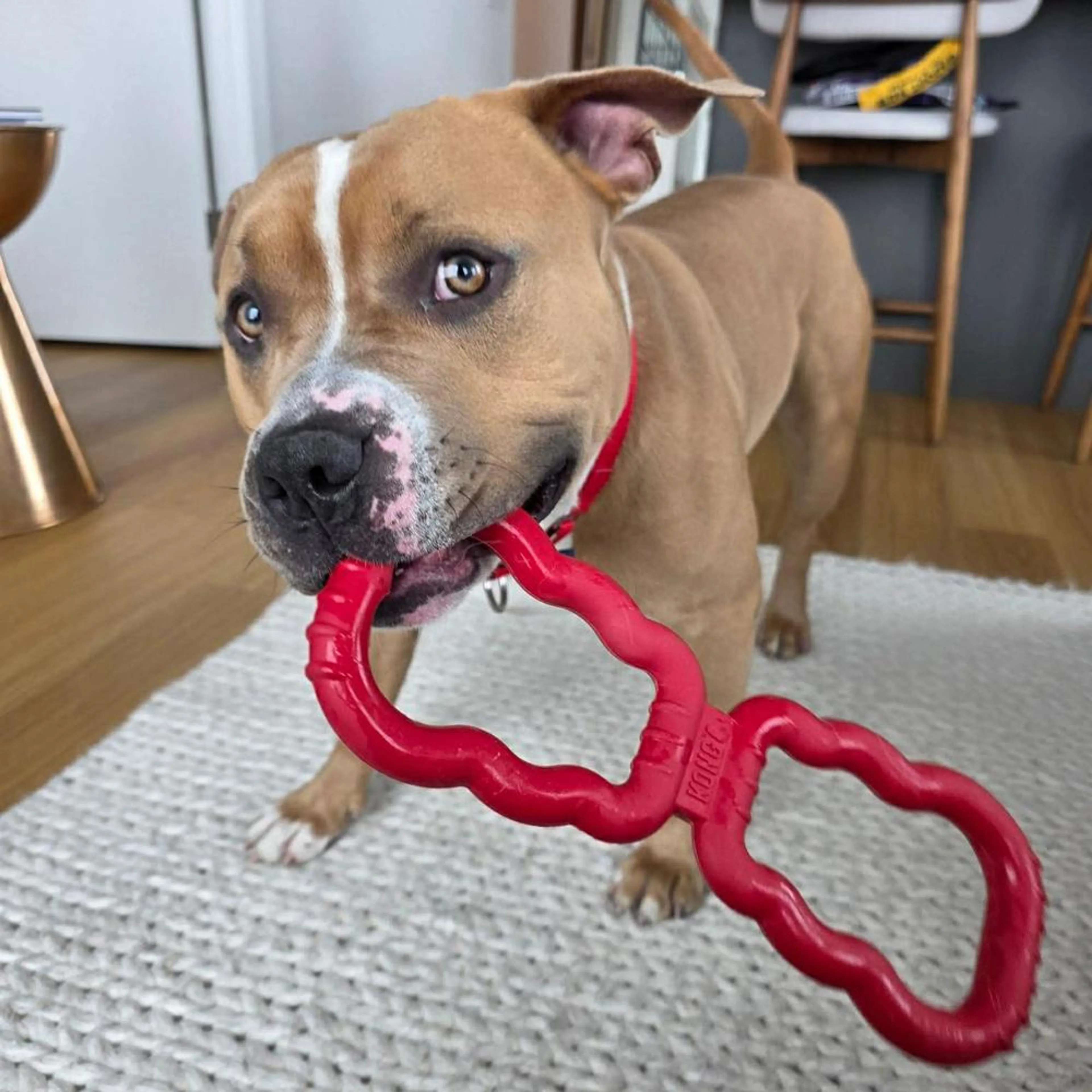 Found pet-3