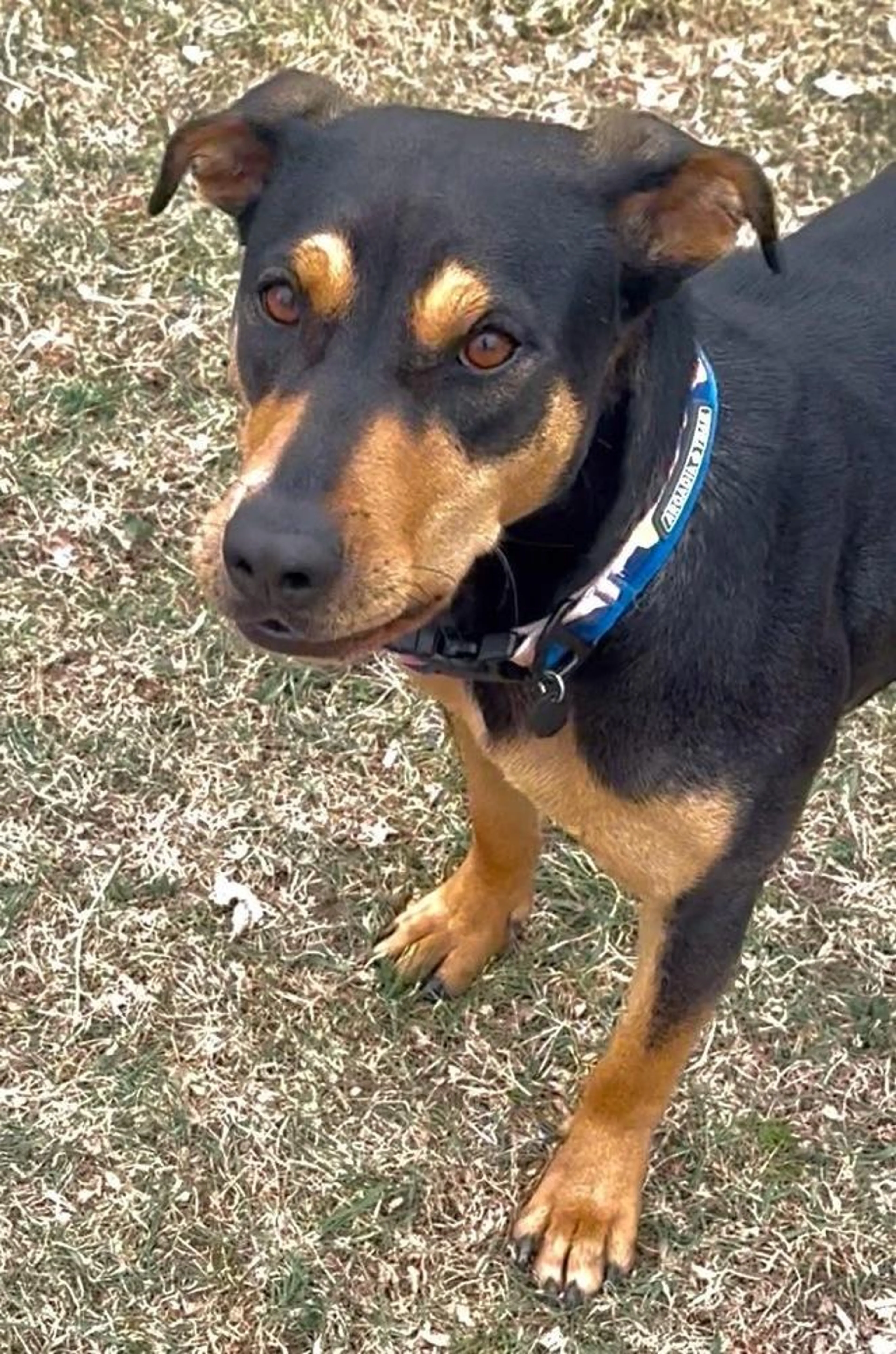 Found pet-5