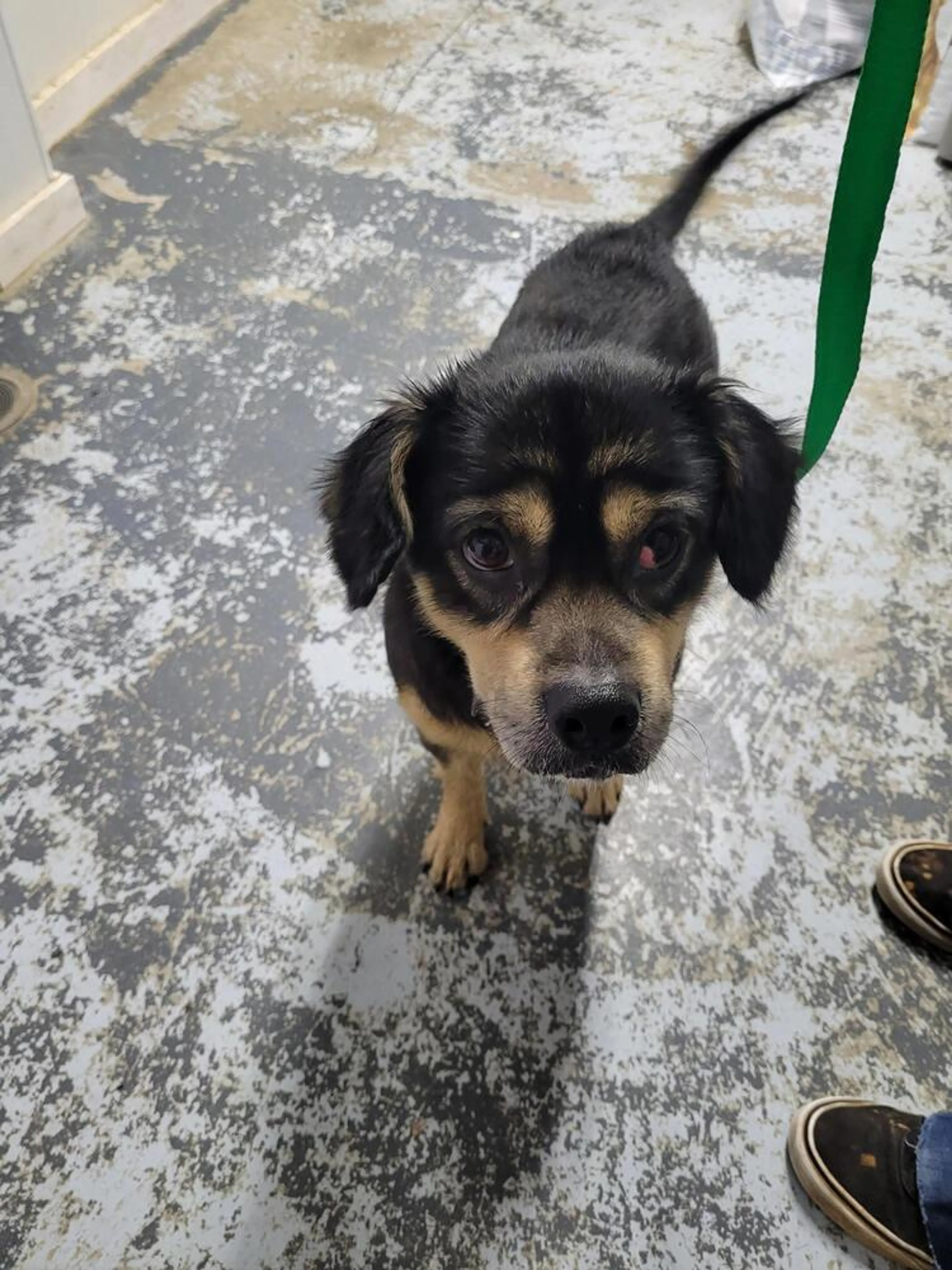Found pet