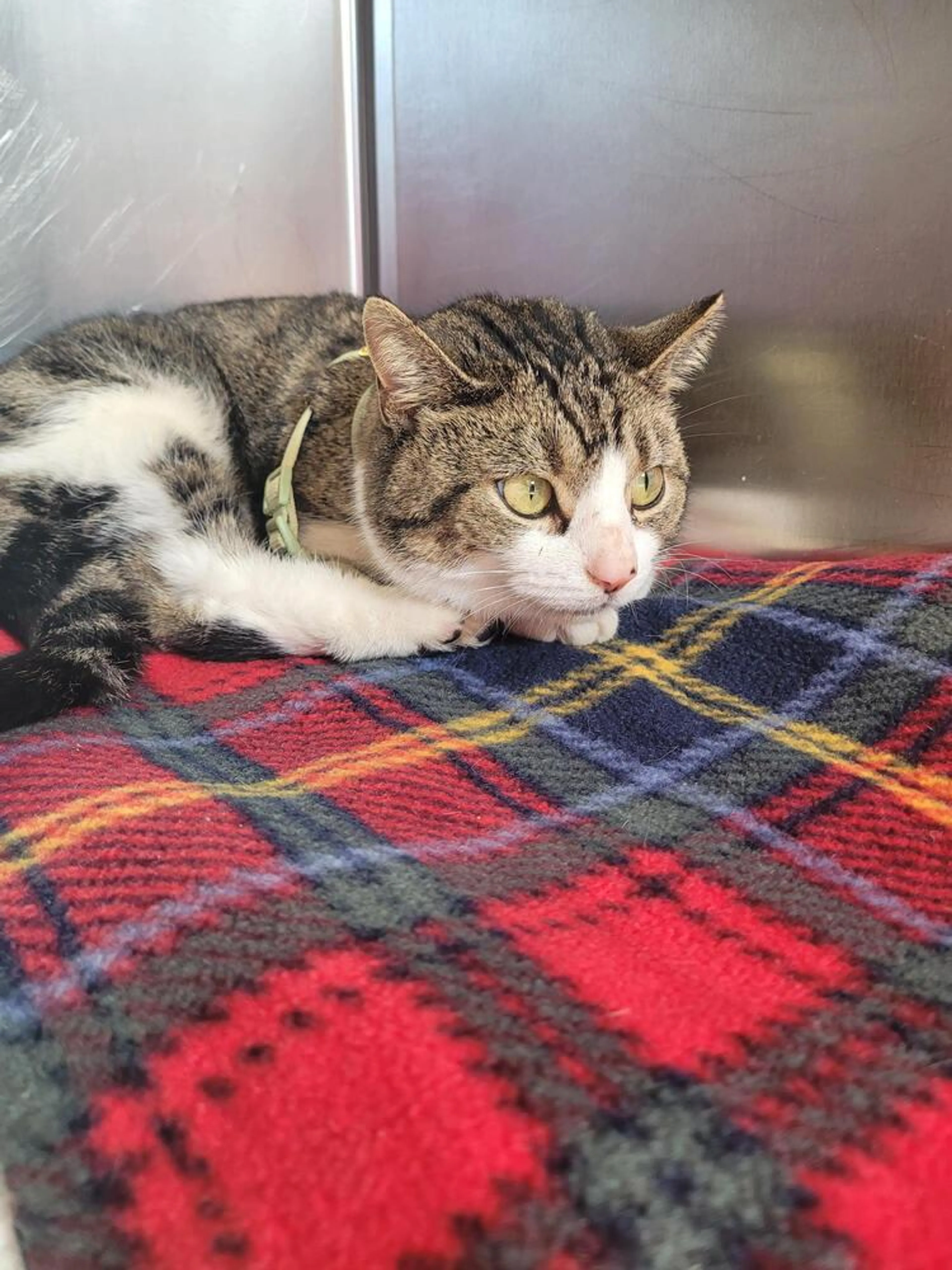Found pet