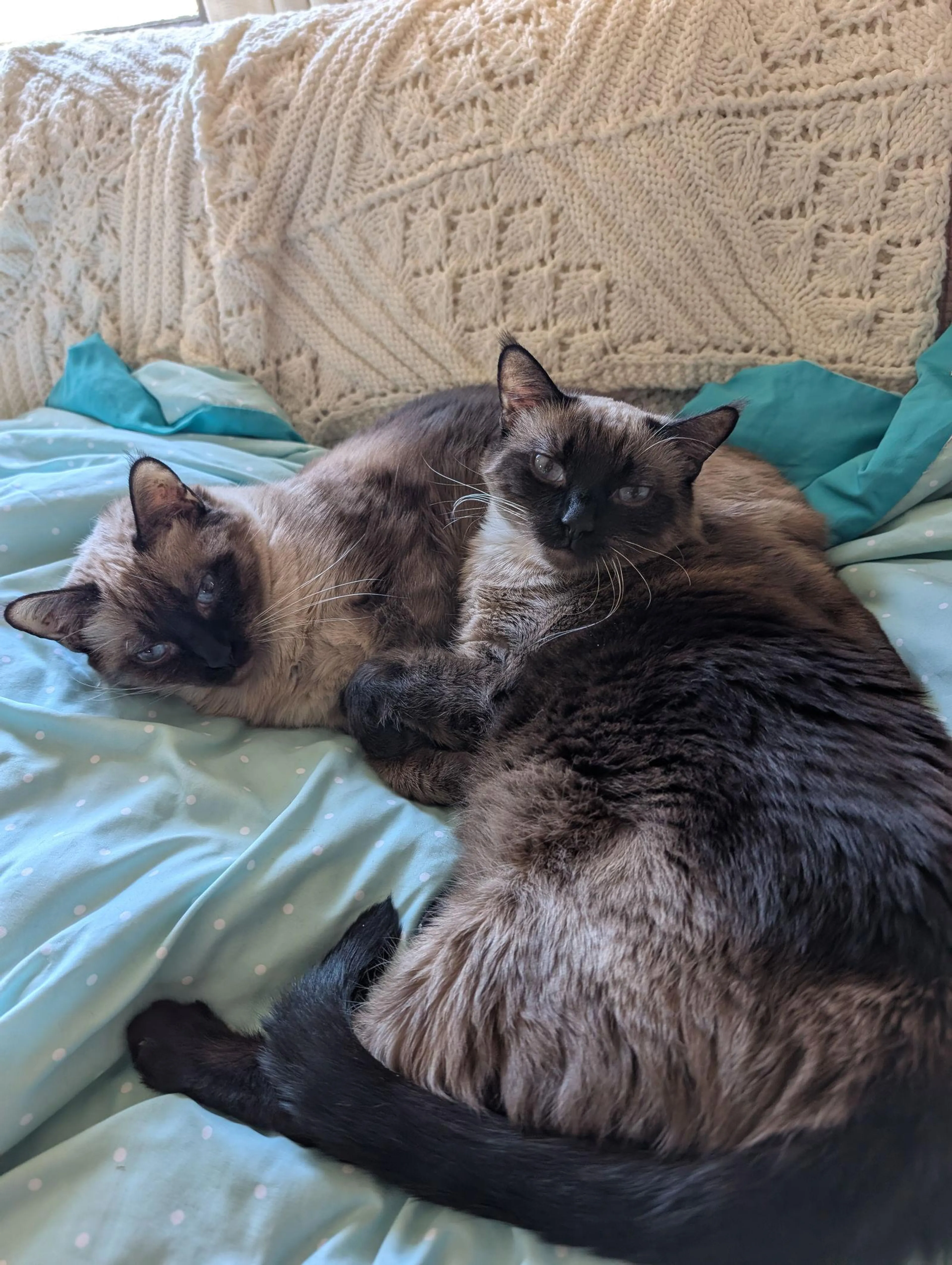 Found pet-1