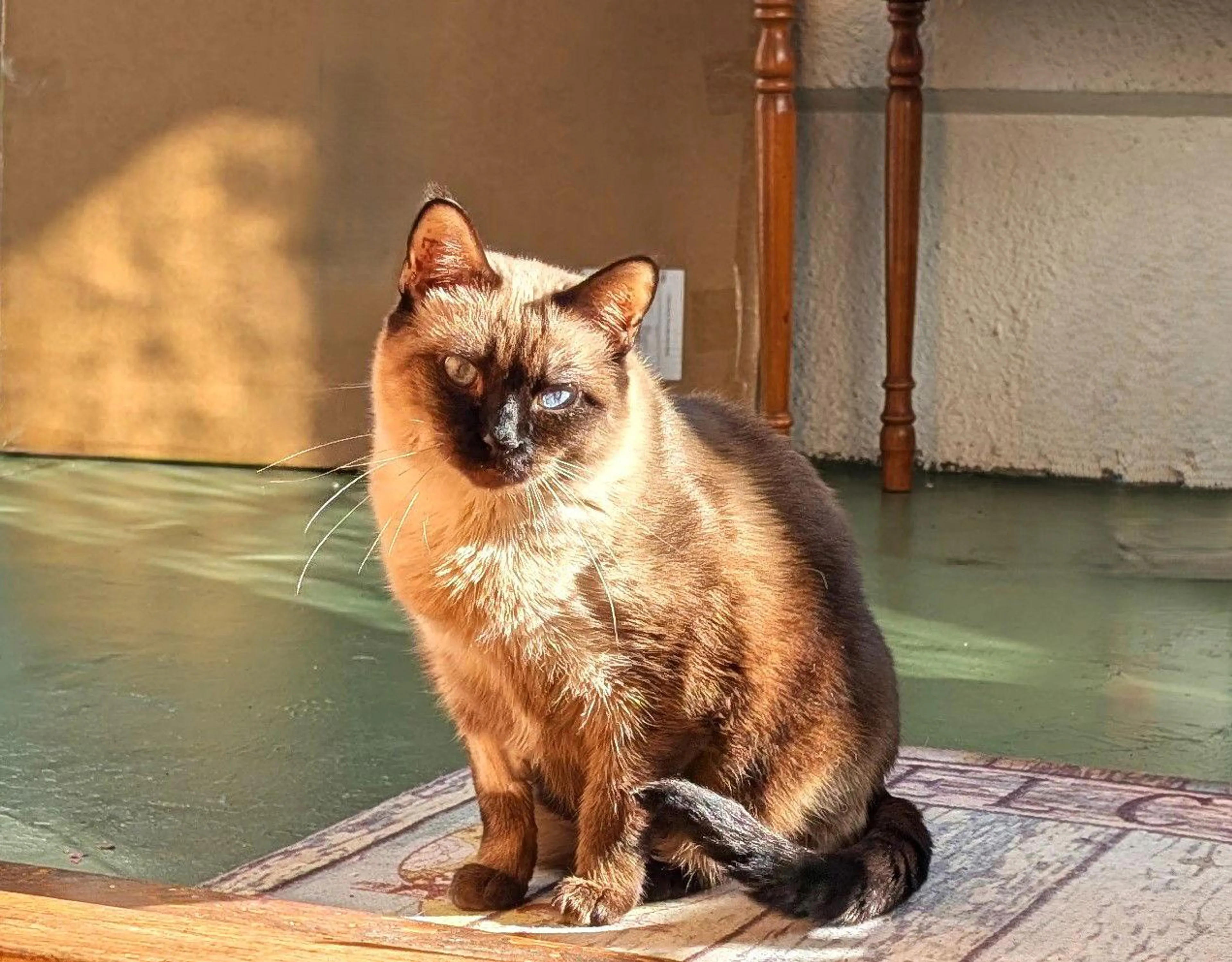 Found pet-0