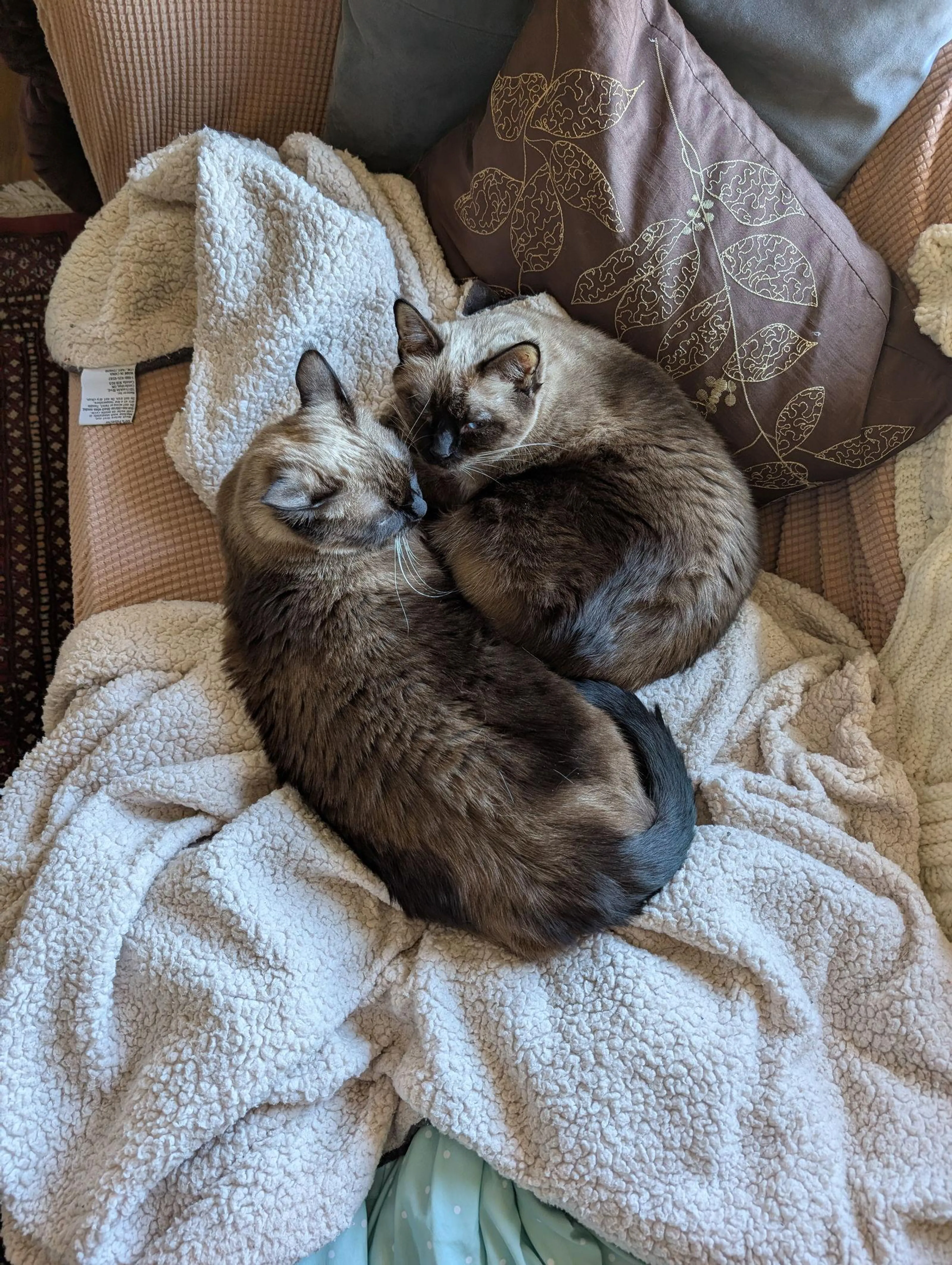 Found pet-2