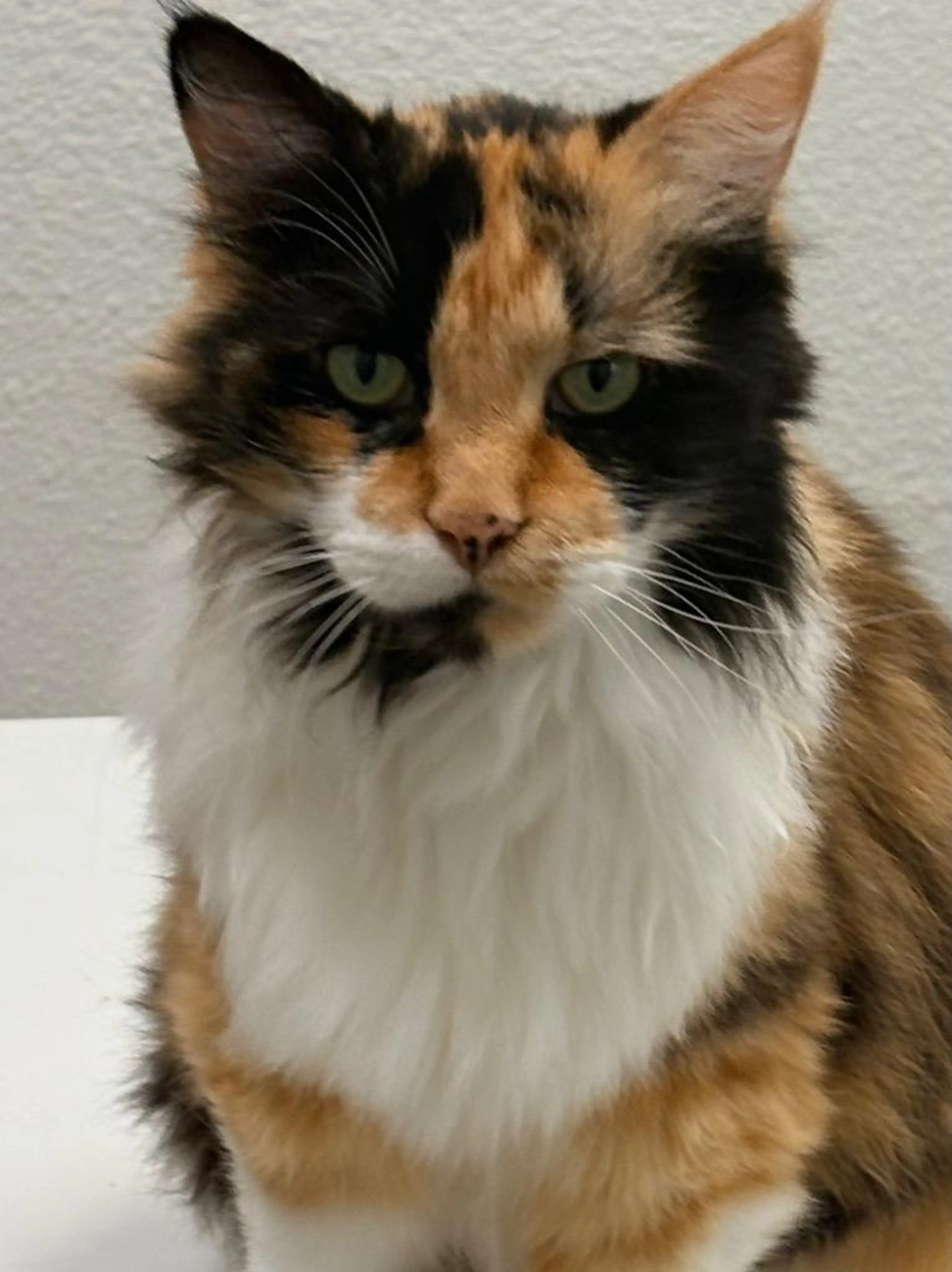 Found pet-1