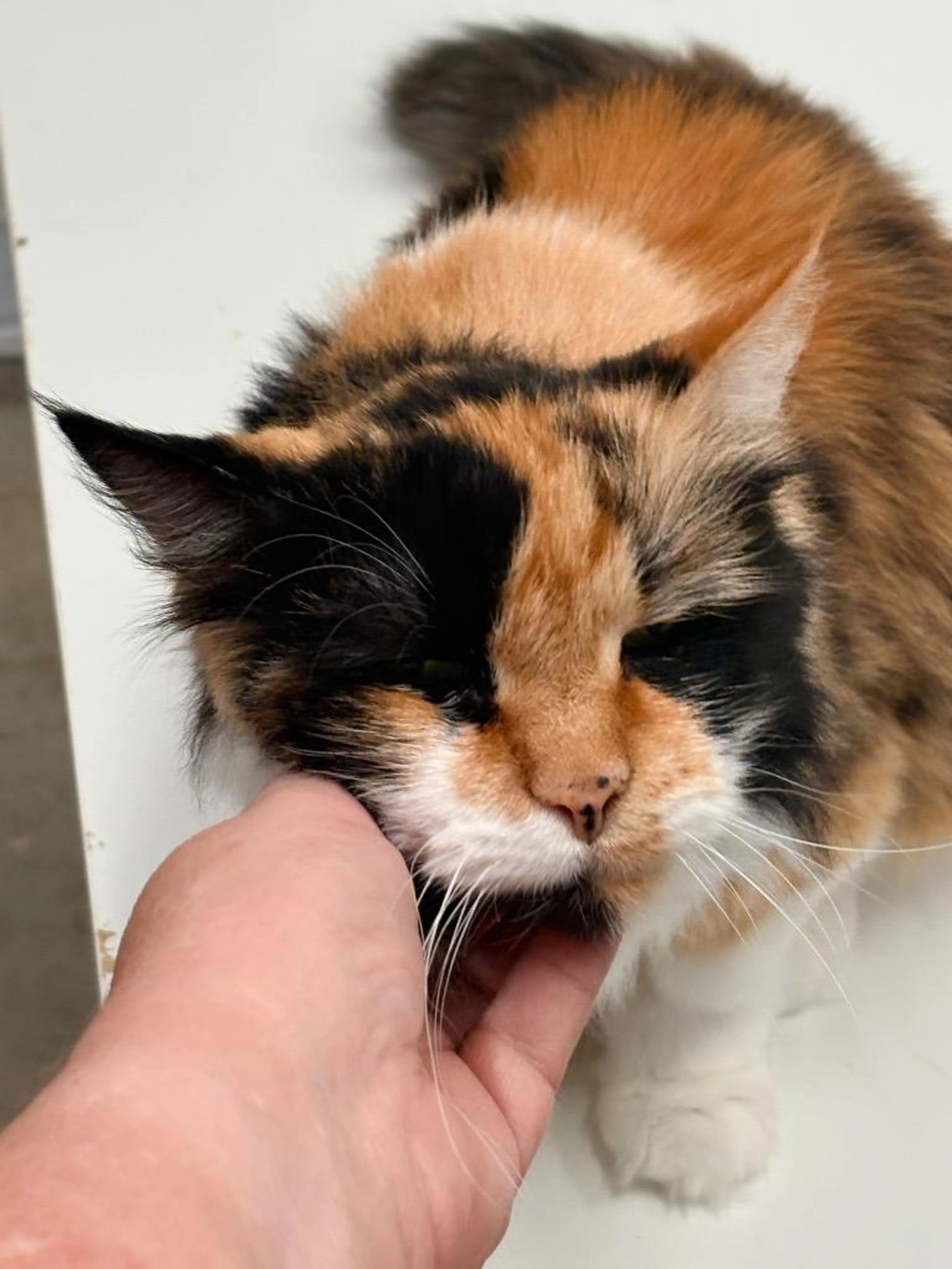 Found pet-0