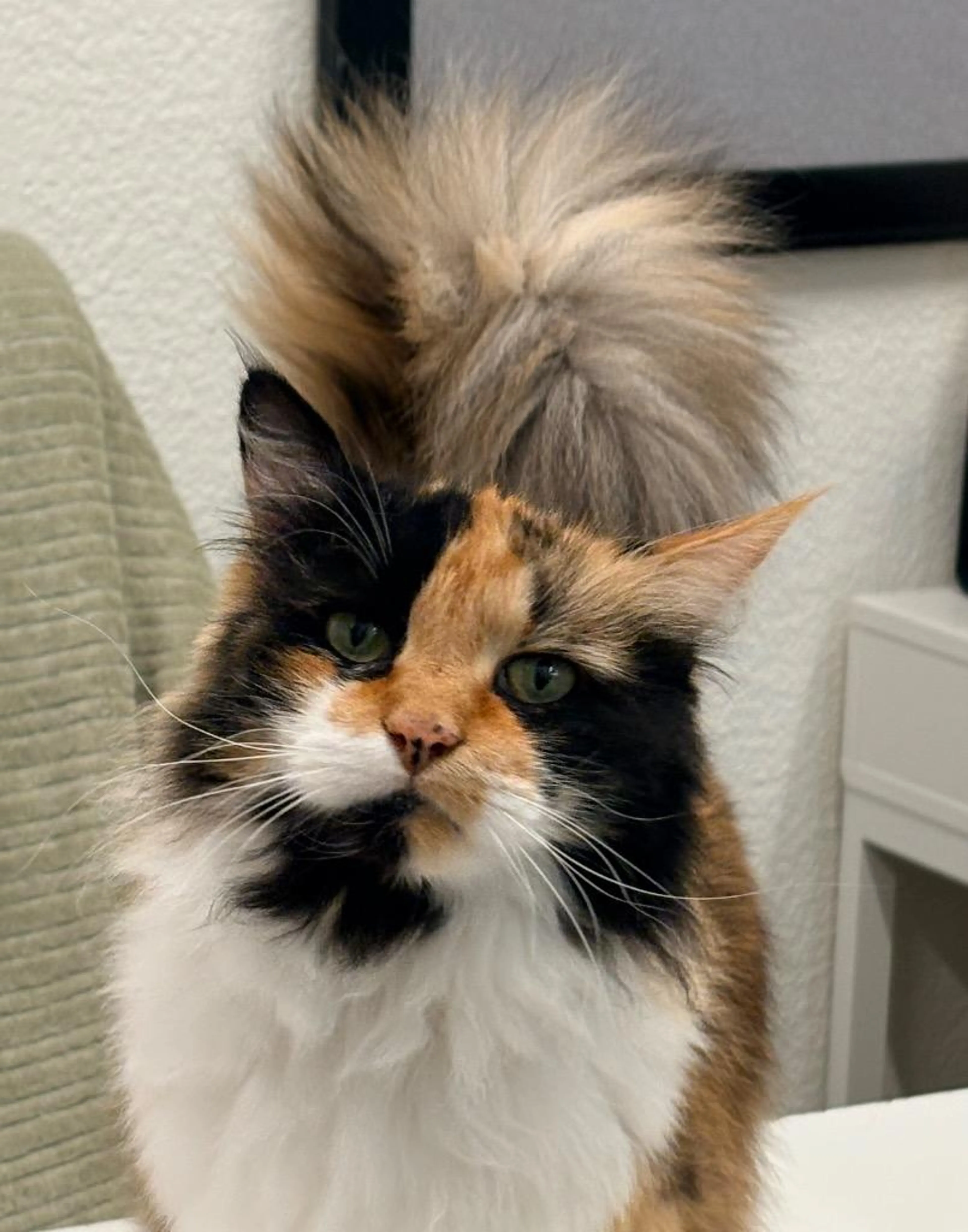 Found pet-2