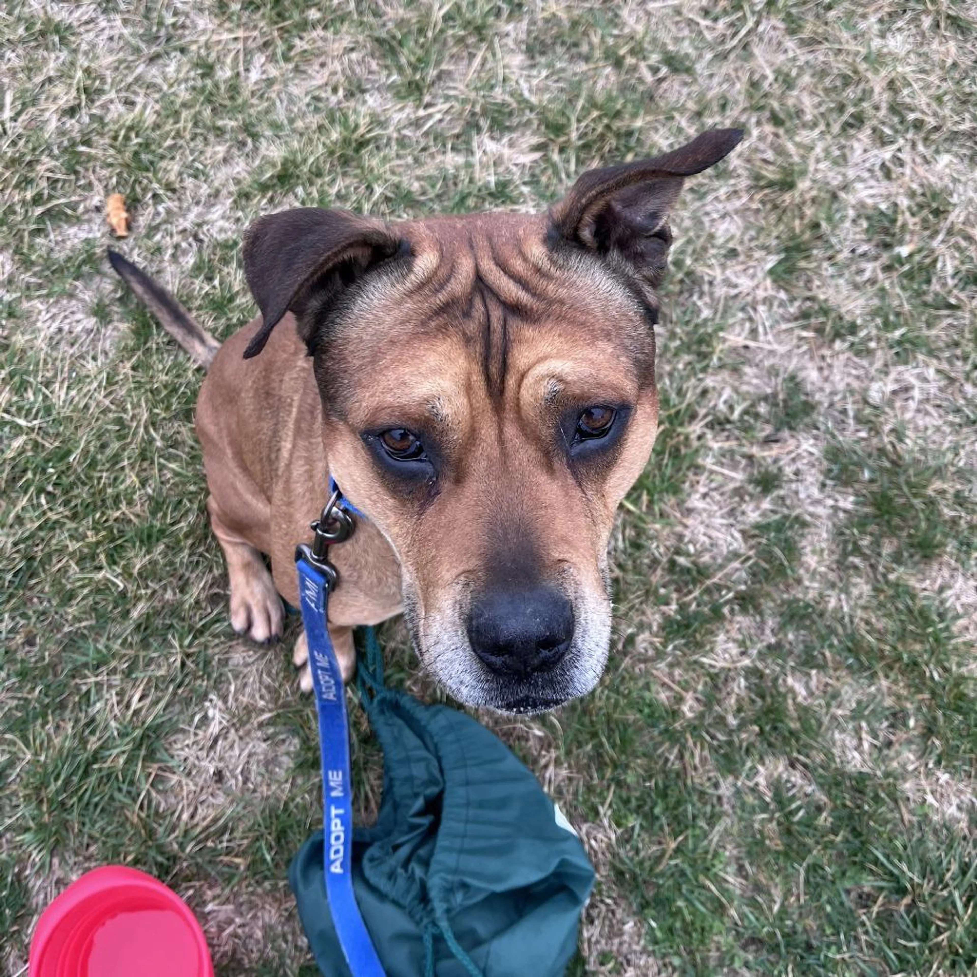 Found pet-1