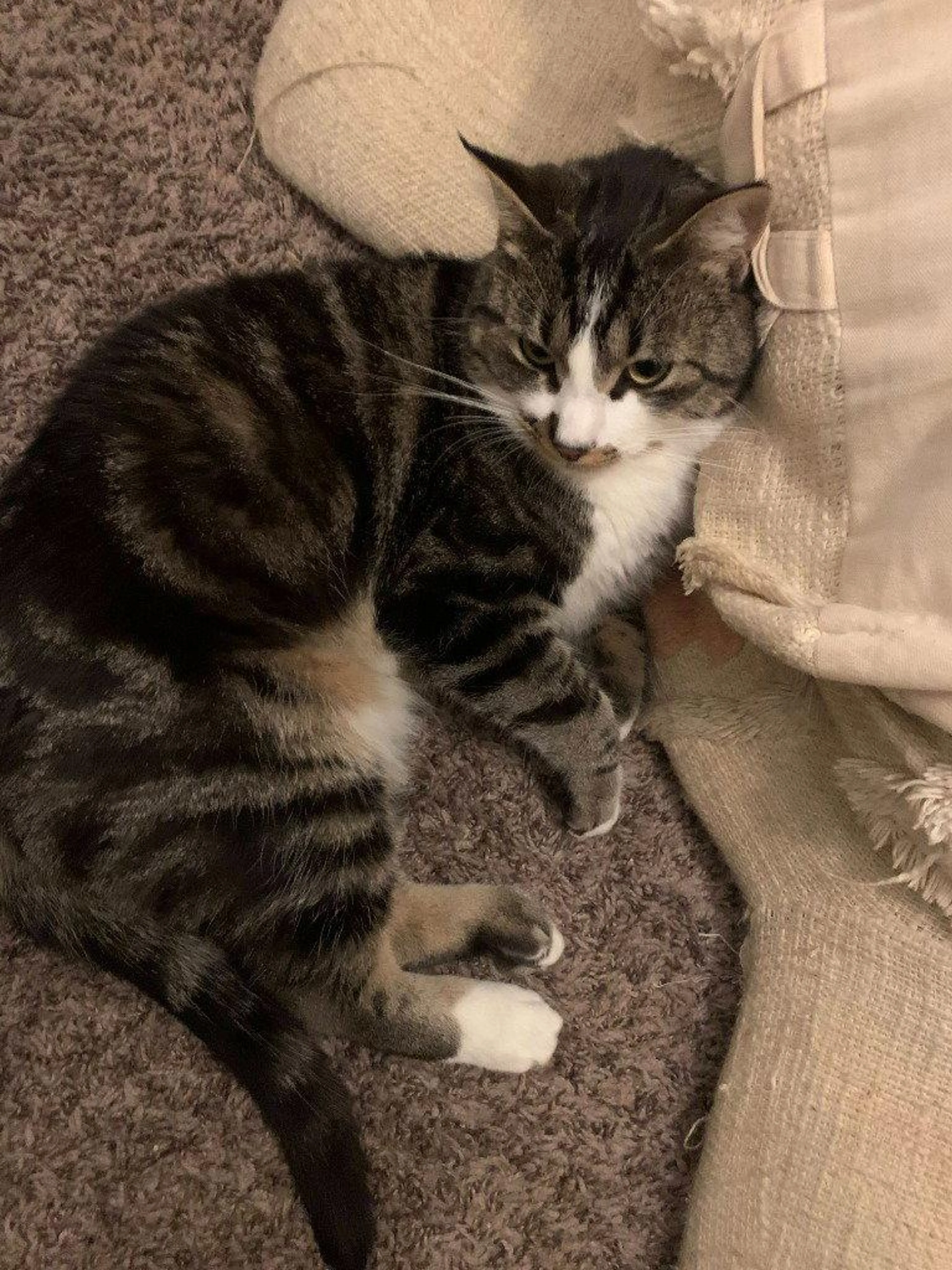 Found pet-2
