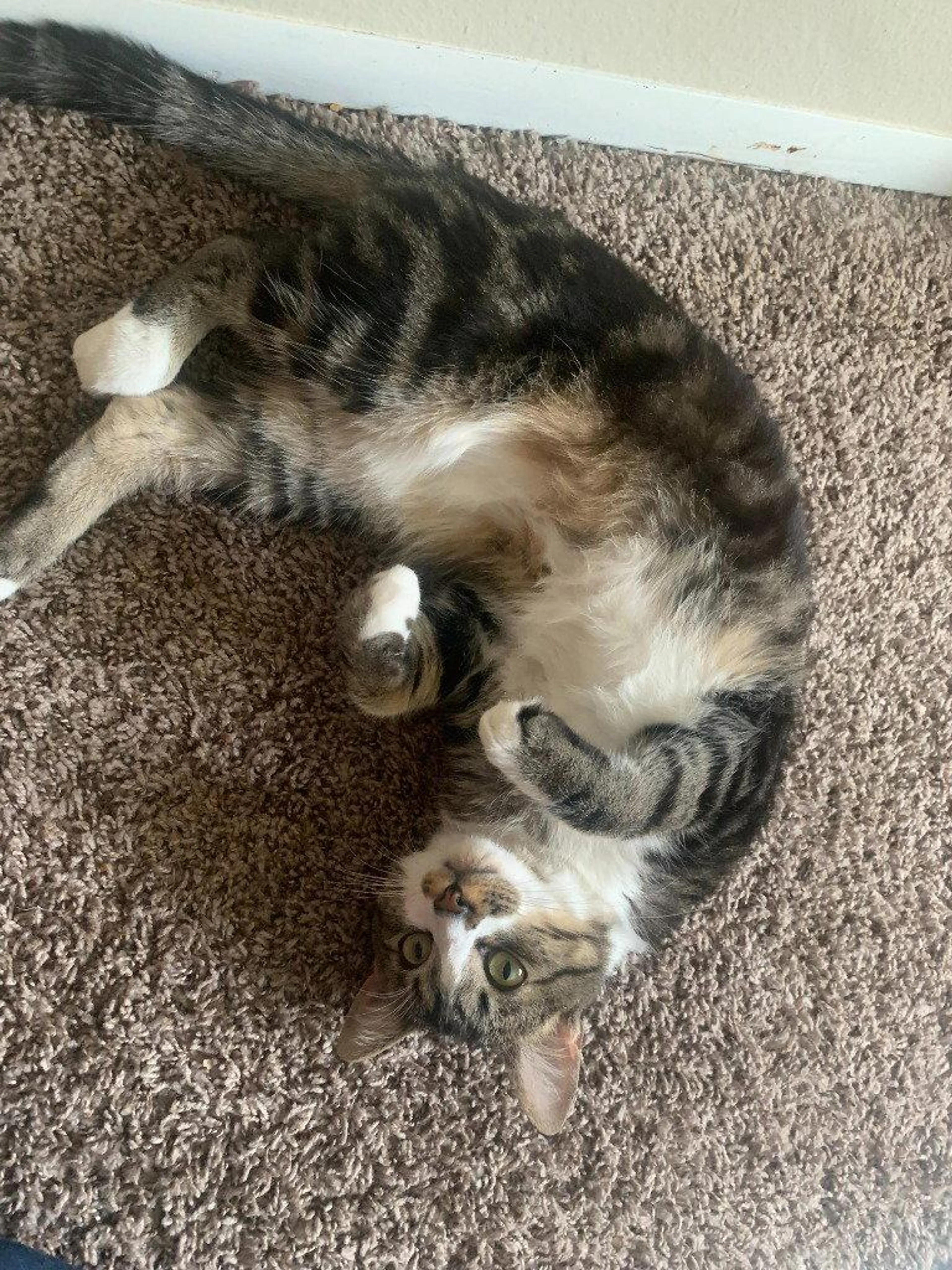 Found pet-1